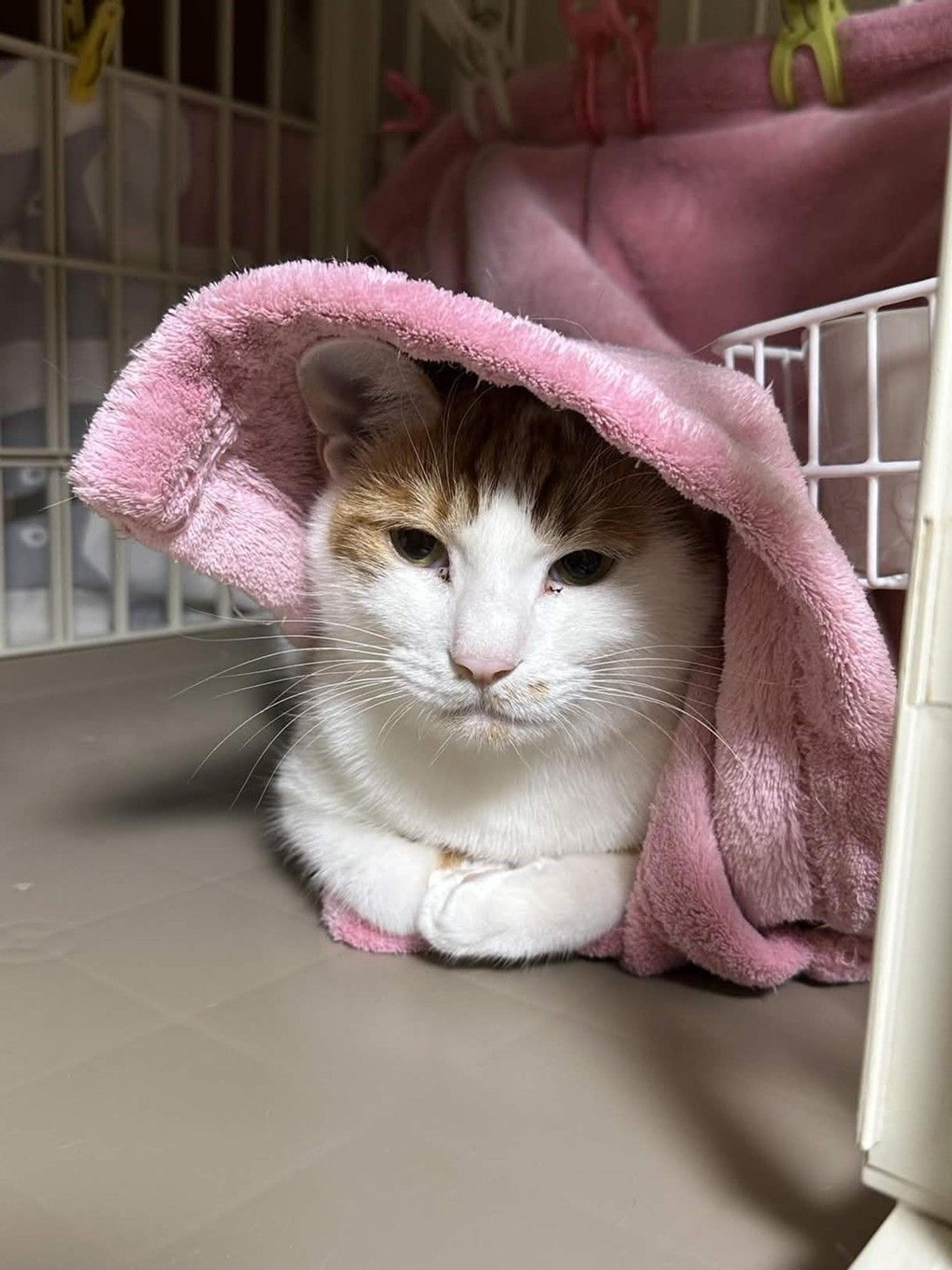 pet-image-5