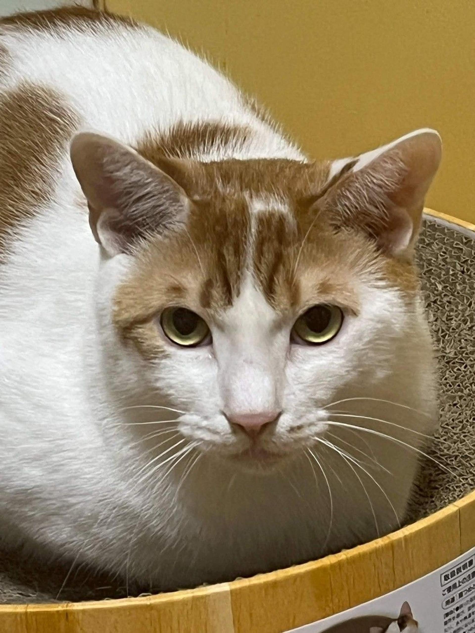 pet-image-9