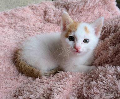 雑種（ミックス猫）・オスの里親募集の写真