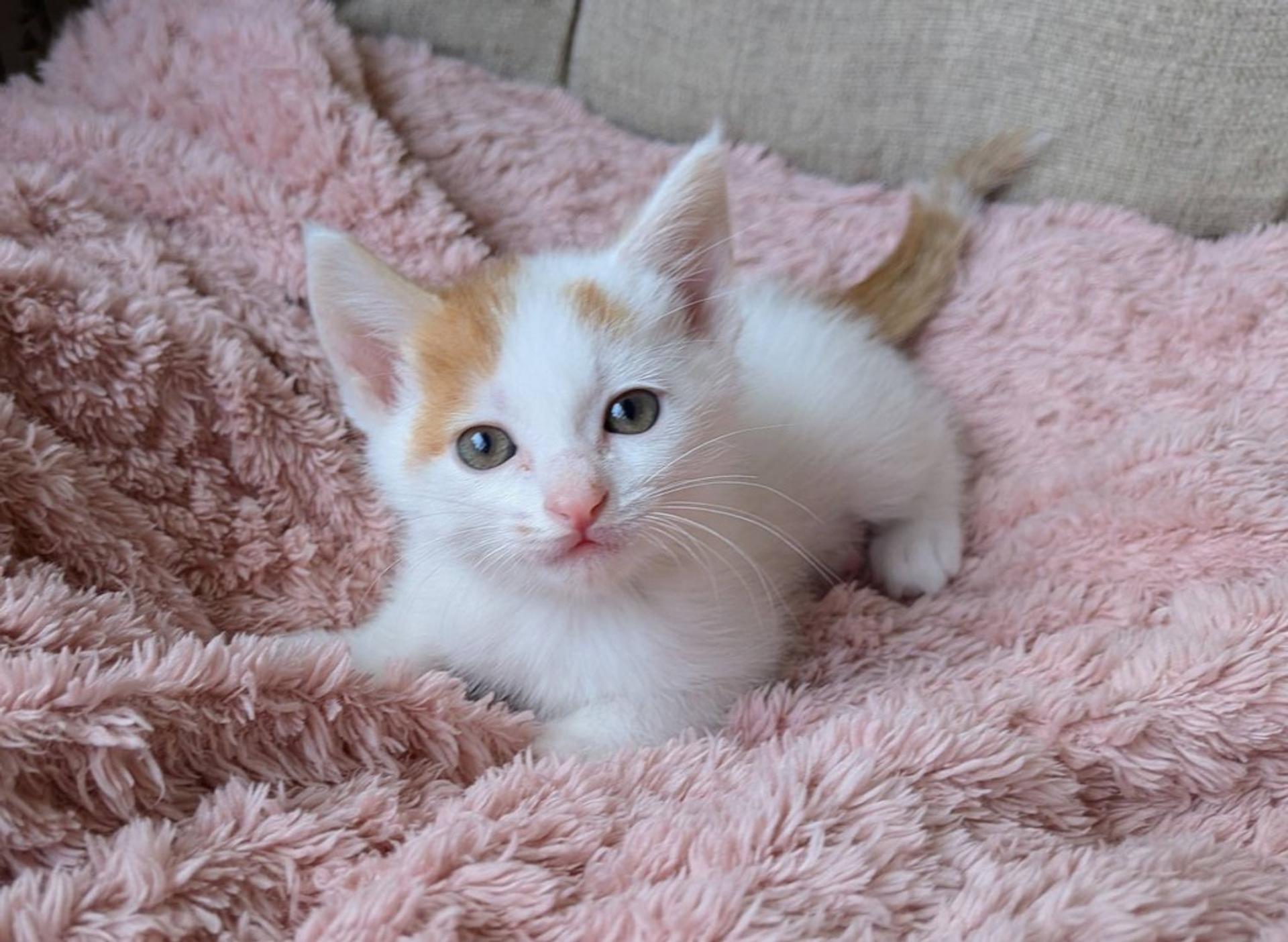 pet-image-2