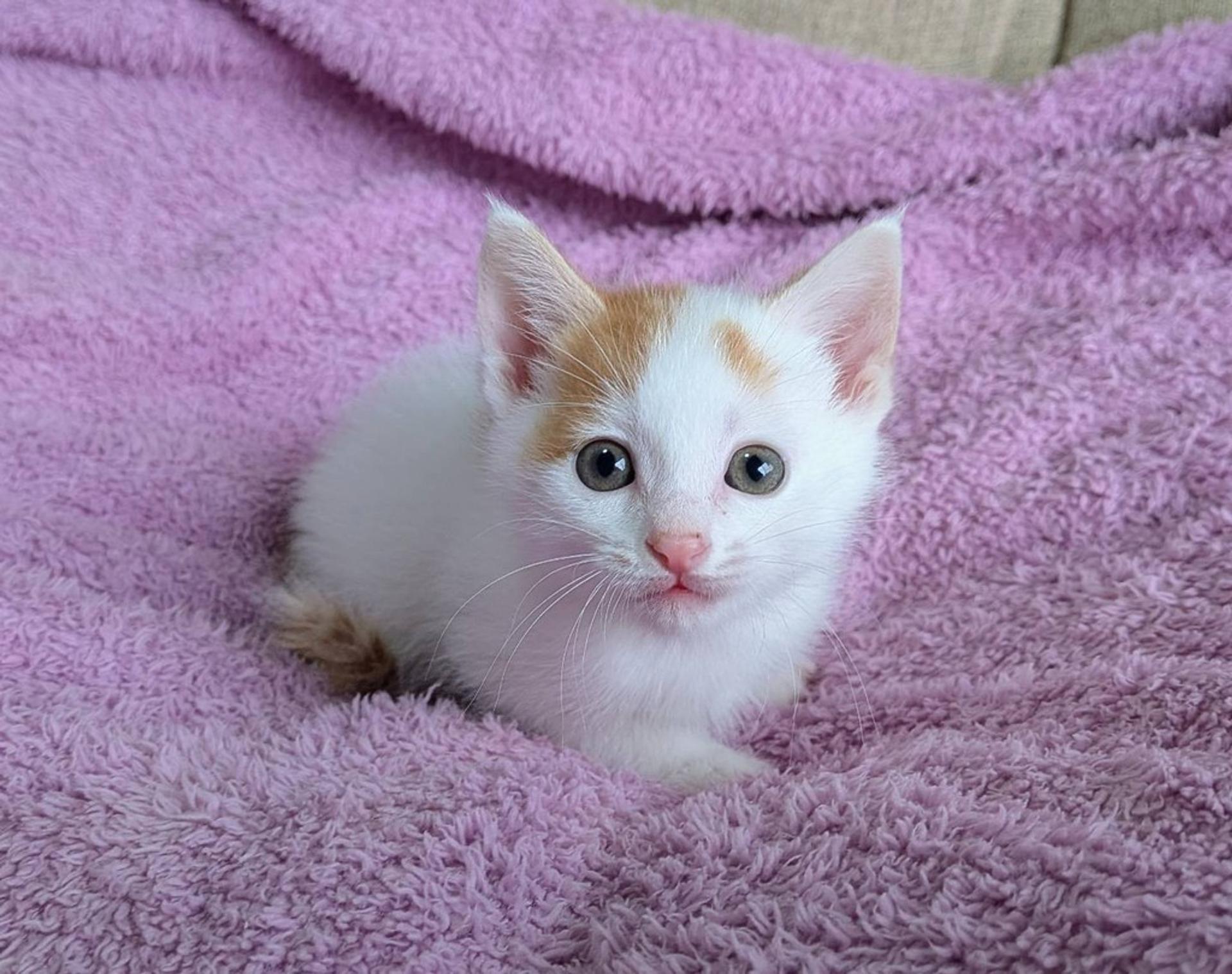pet-image-3
