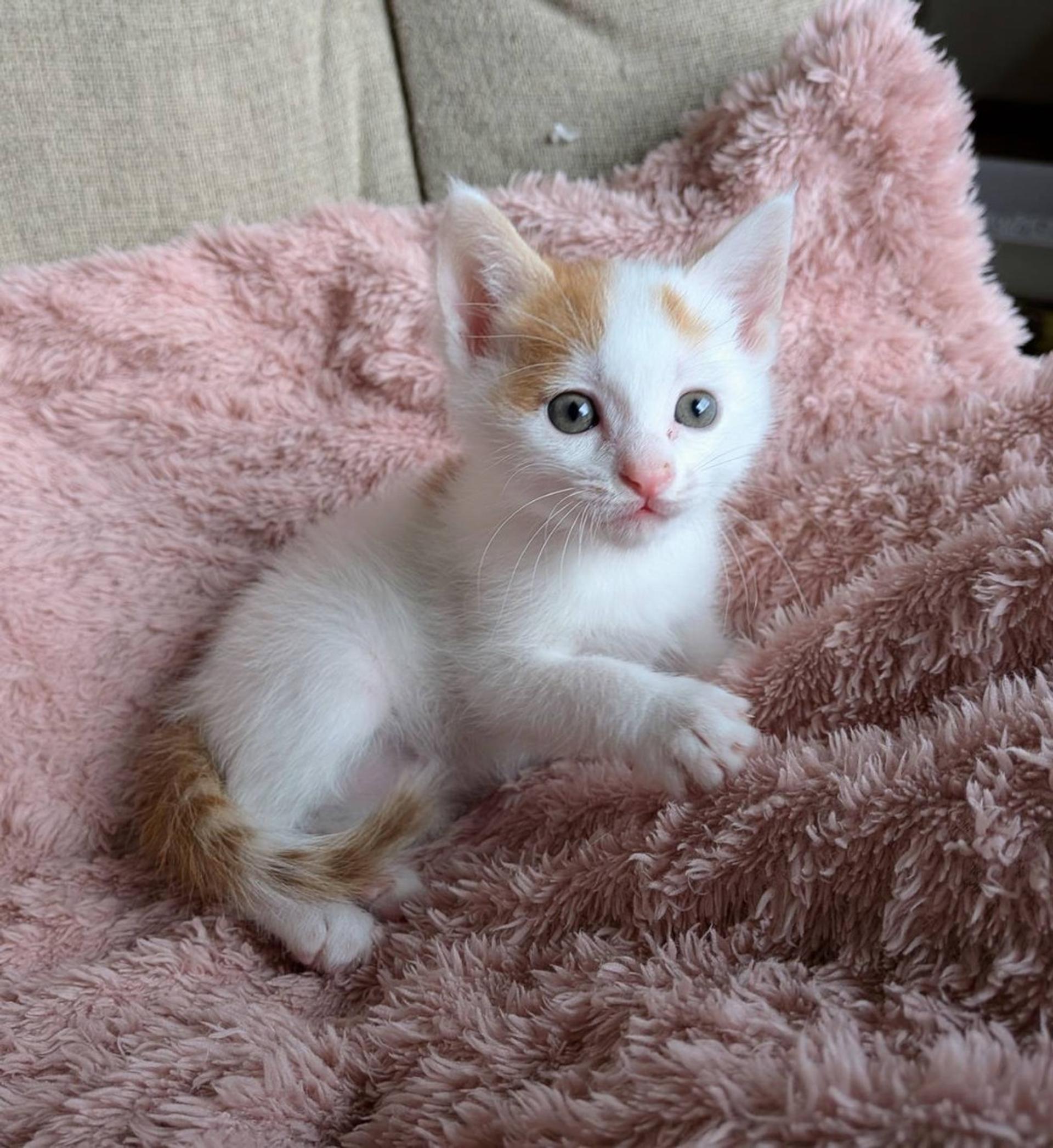 pet-image-5