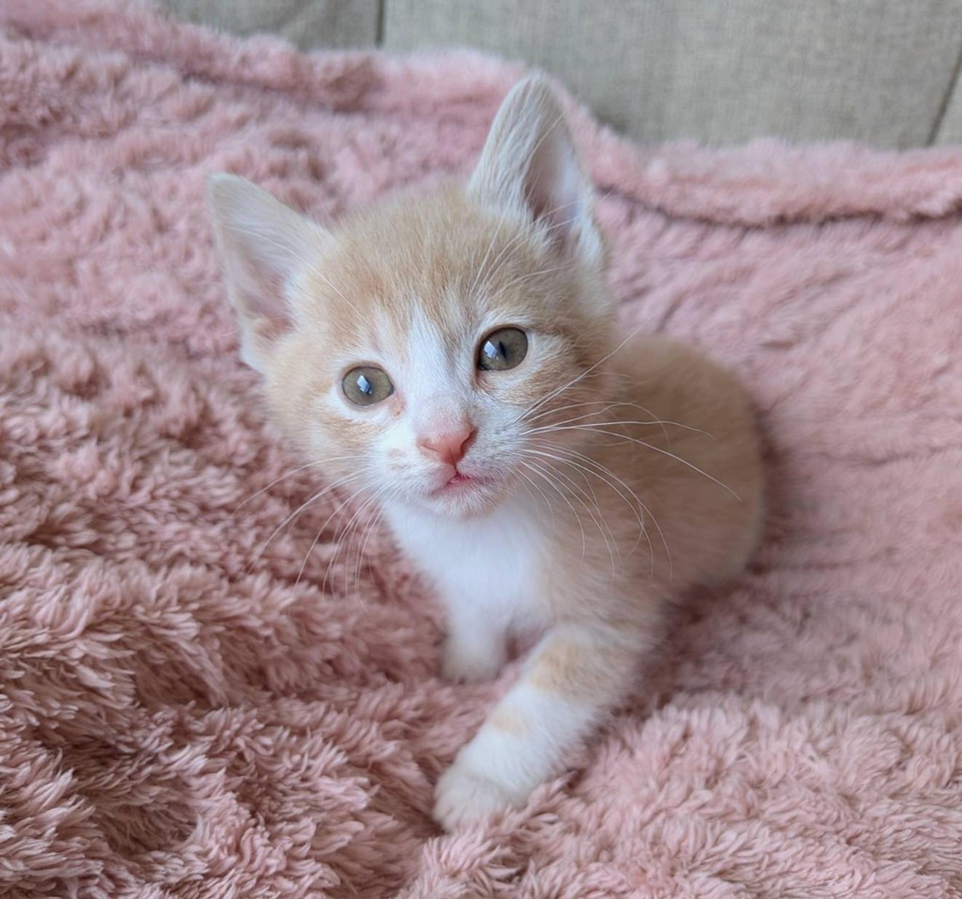 pet-image-2