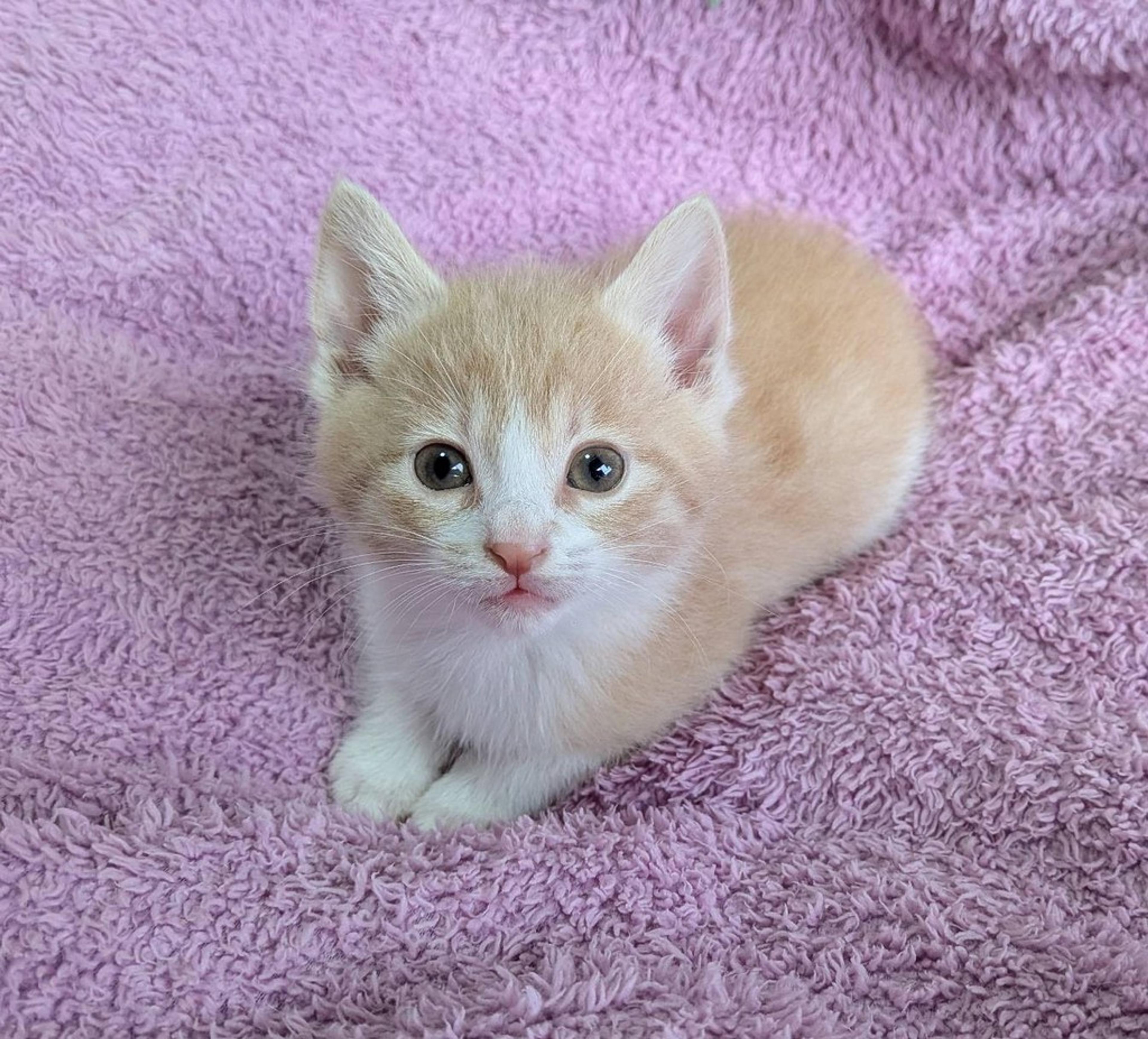 pet-image-4