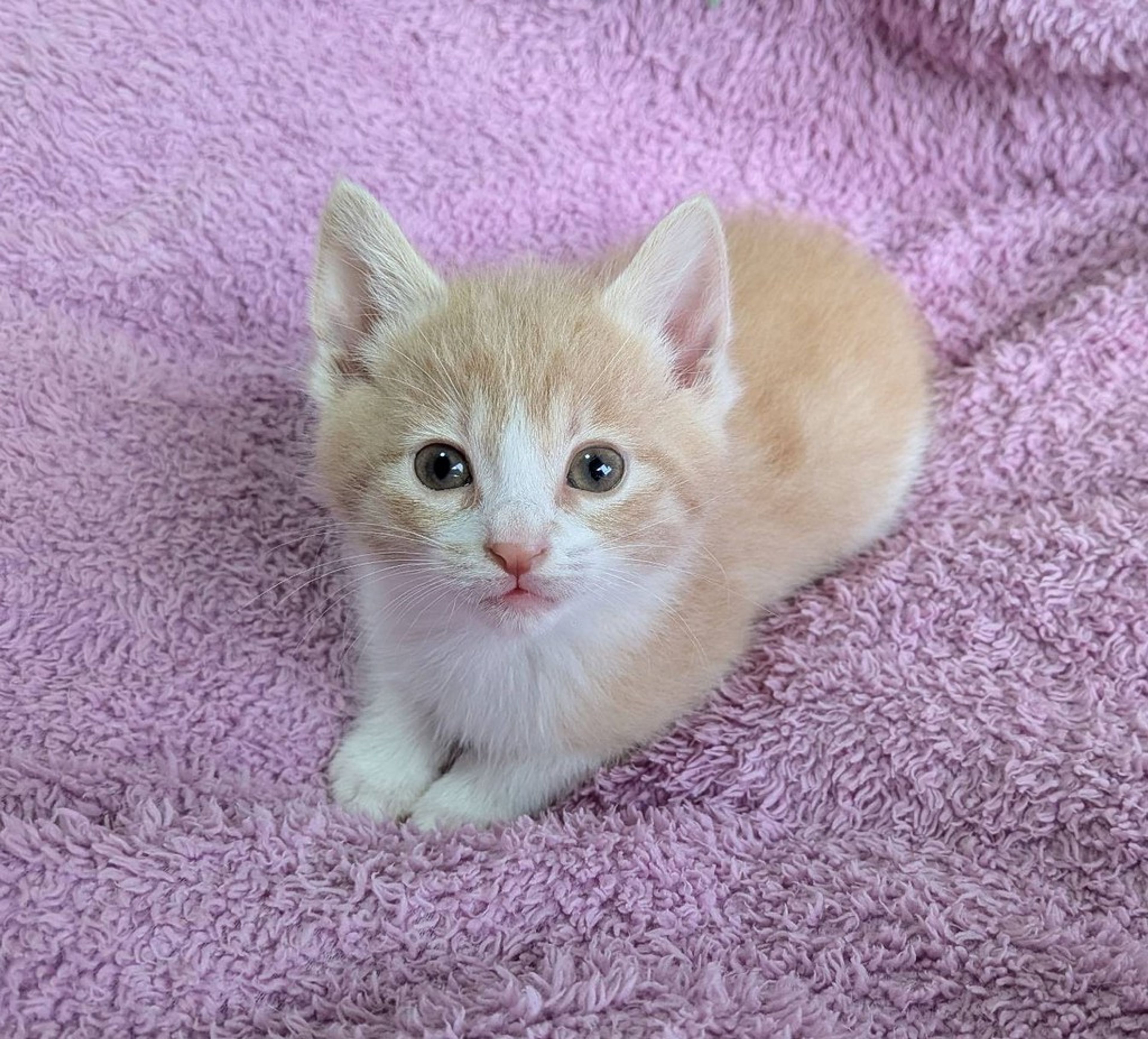 pet-image-4
