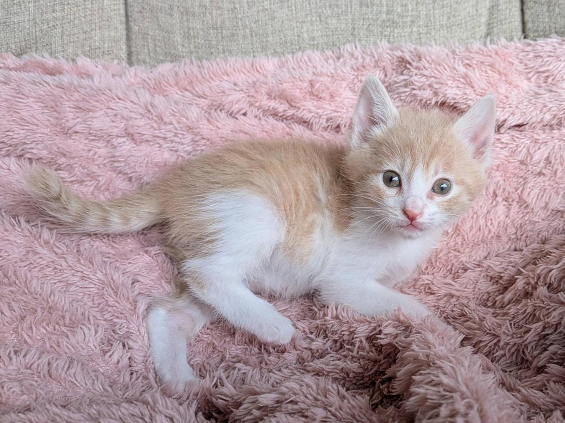 pet-image-5