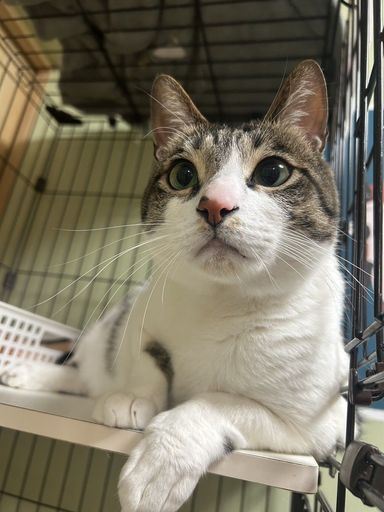 雑種（ミックス猫）・オスの里親募集の写真