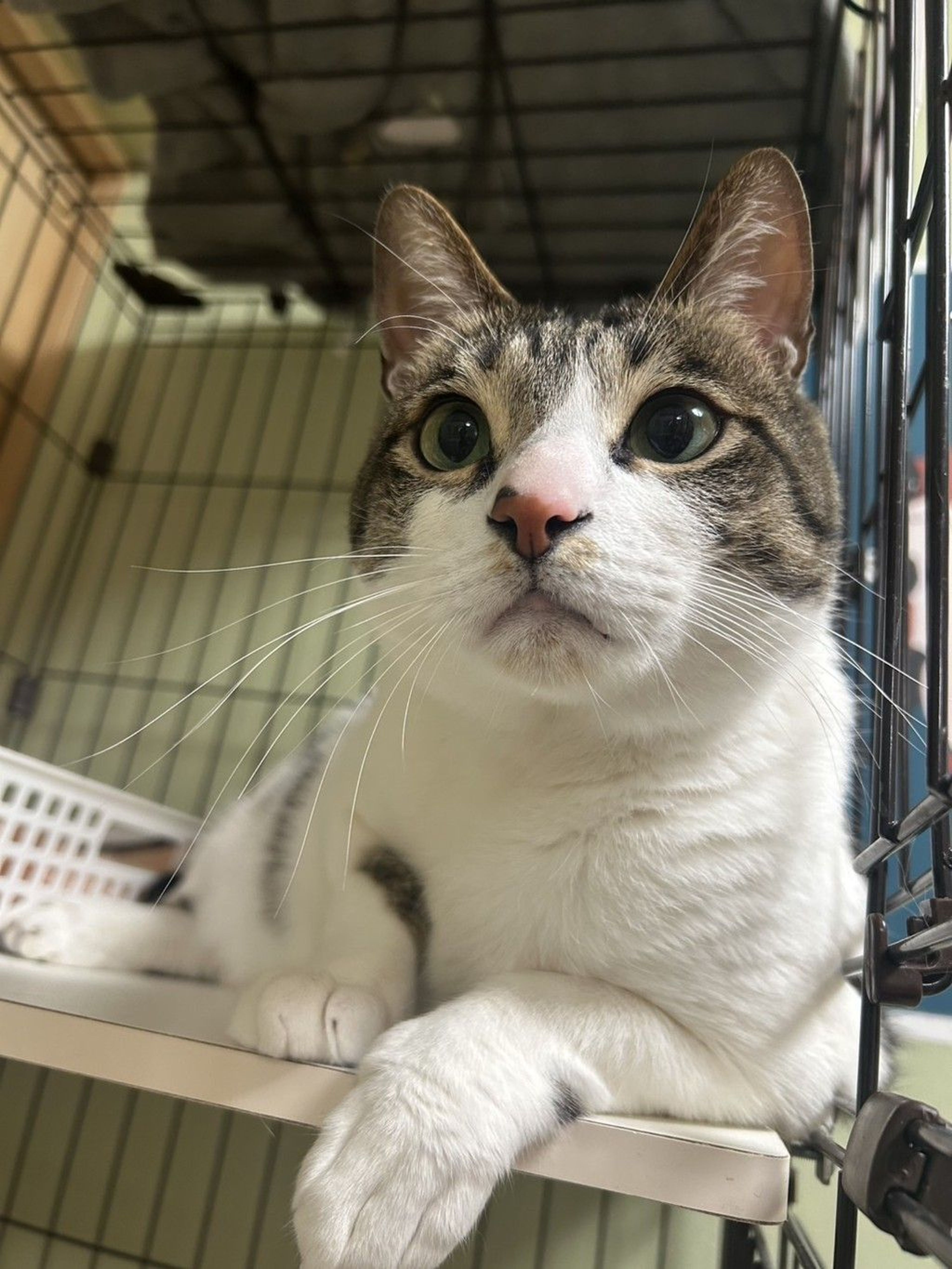 雑種（ミックス猫）・オスの里親募集の写真