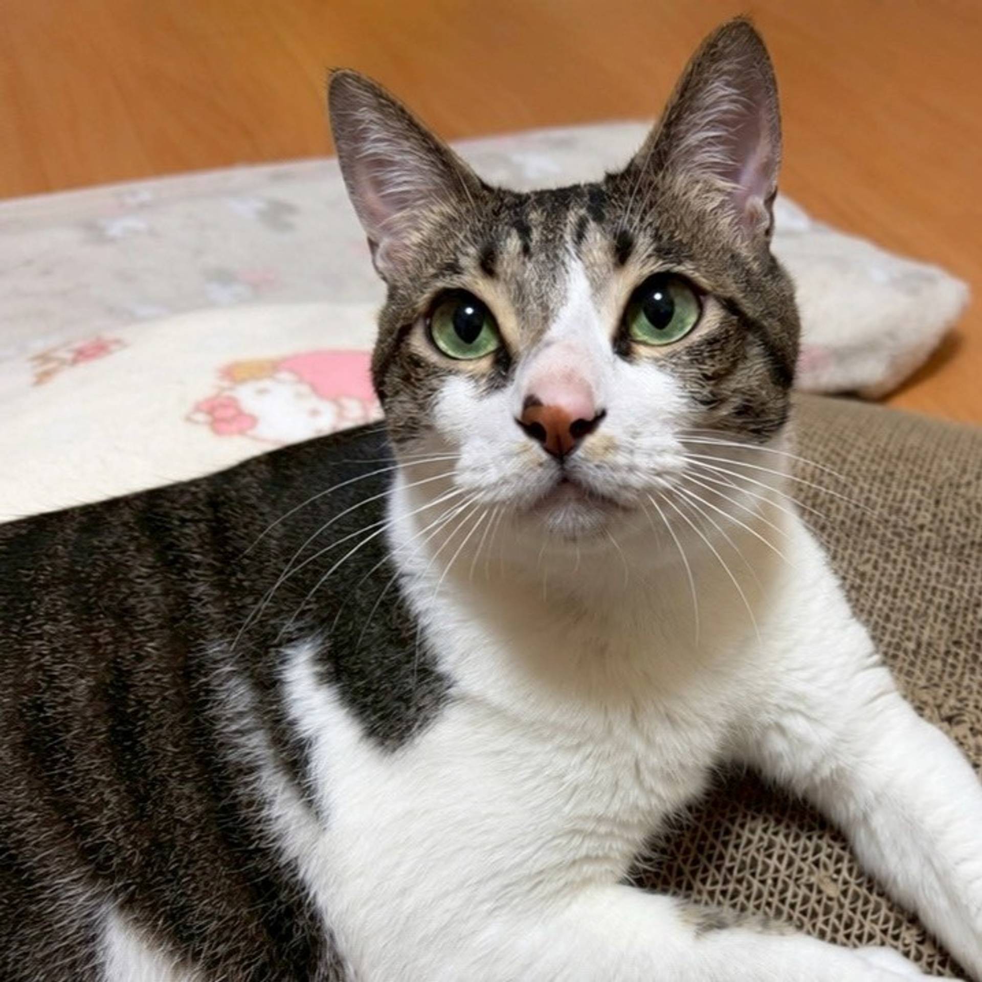 雑種（ミックス猫）・オスの里親募集の写真