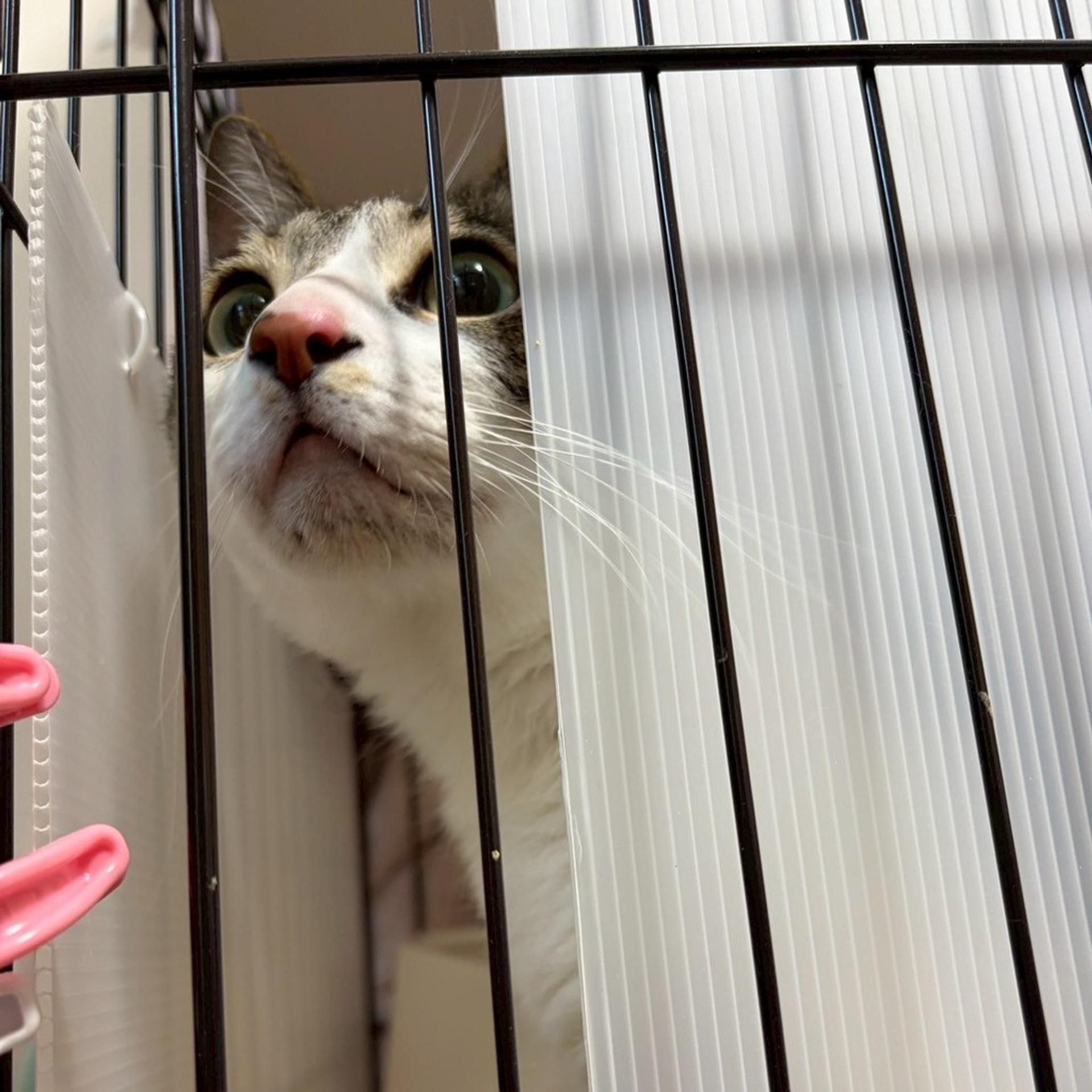 pet-image-5