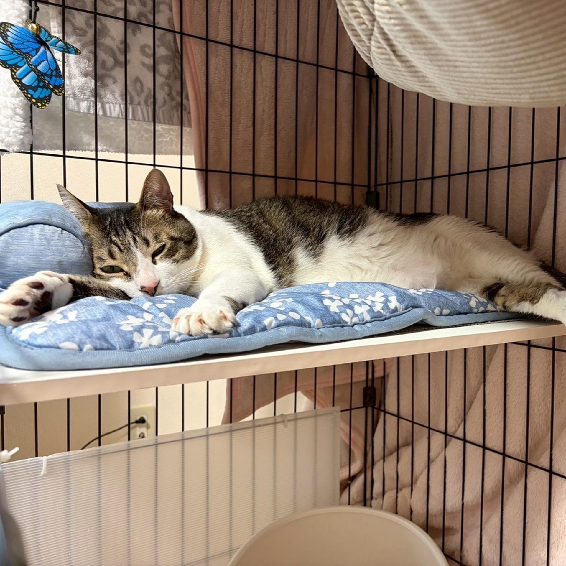 pet-image-6