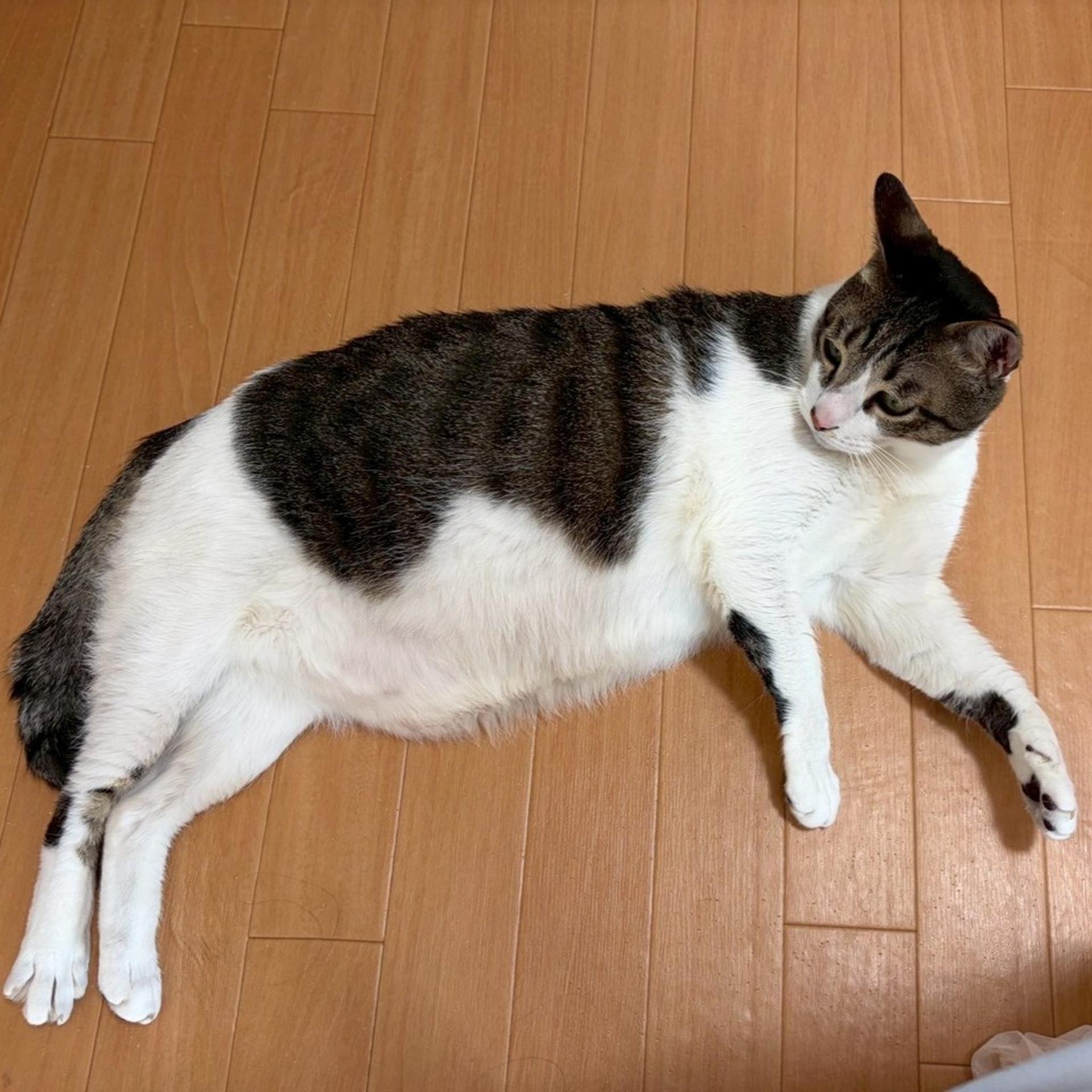 pet-image-7