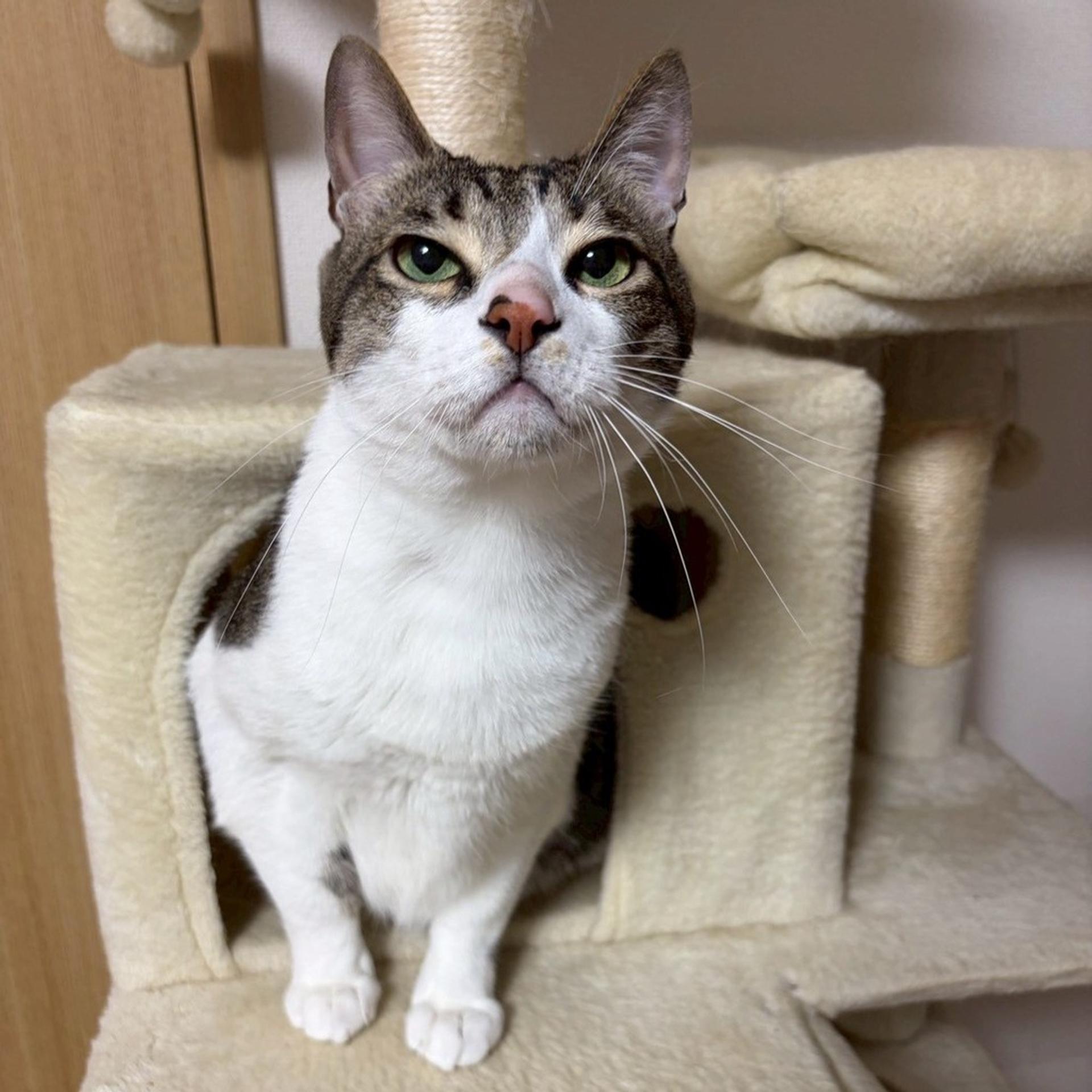 pet-image-9