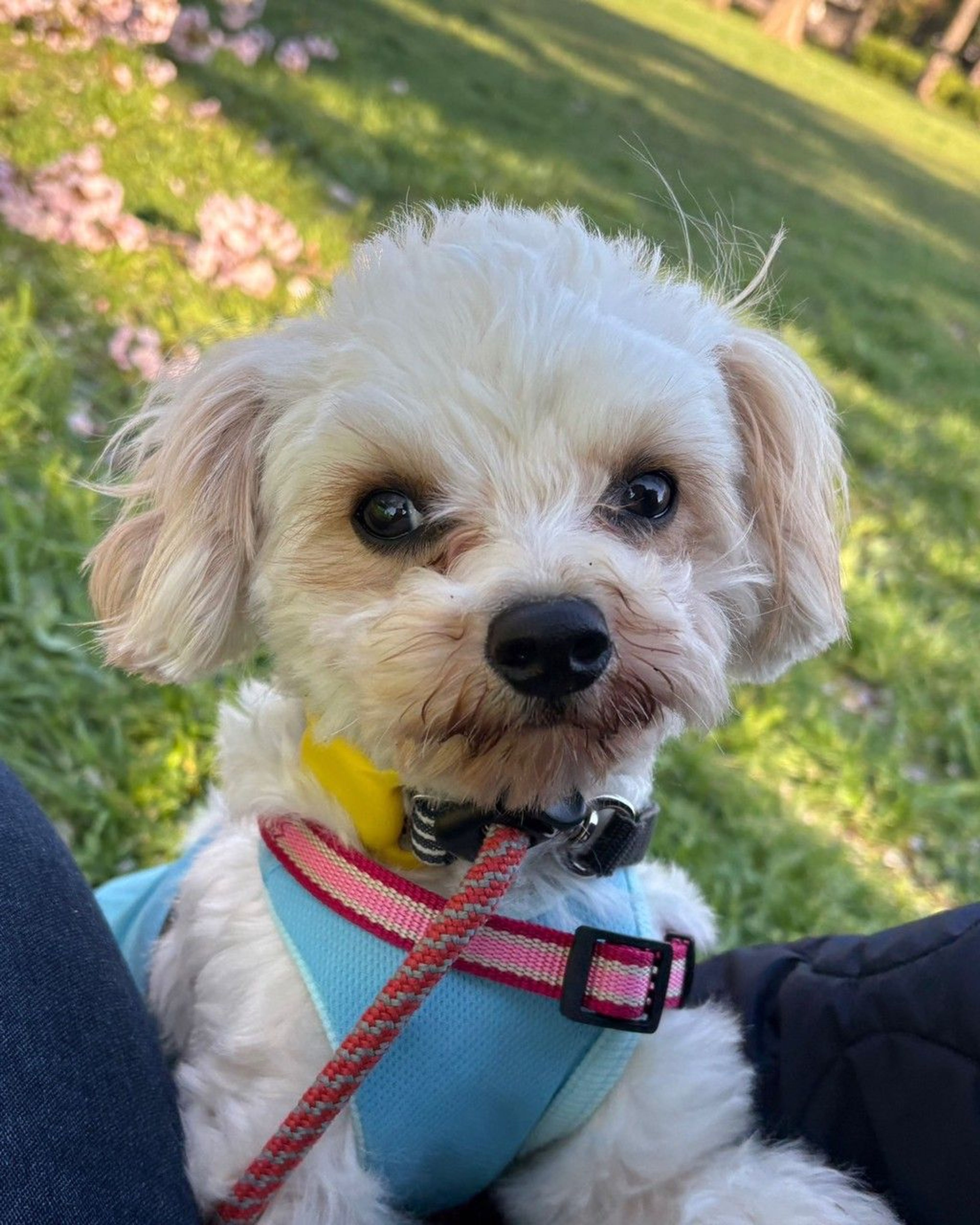 雑種（ミックス犬）・オスの里親募集の写真