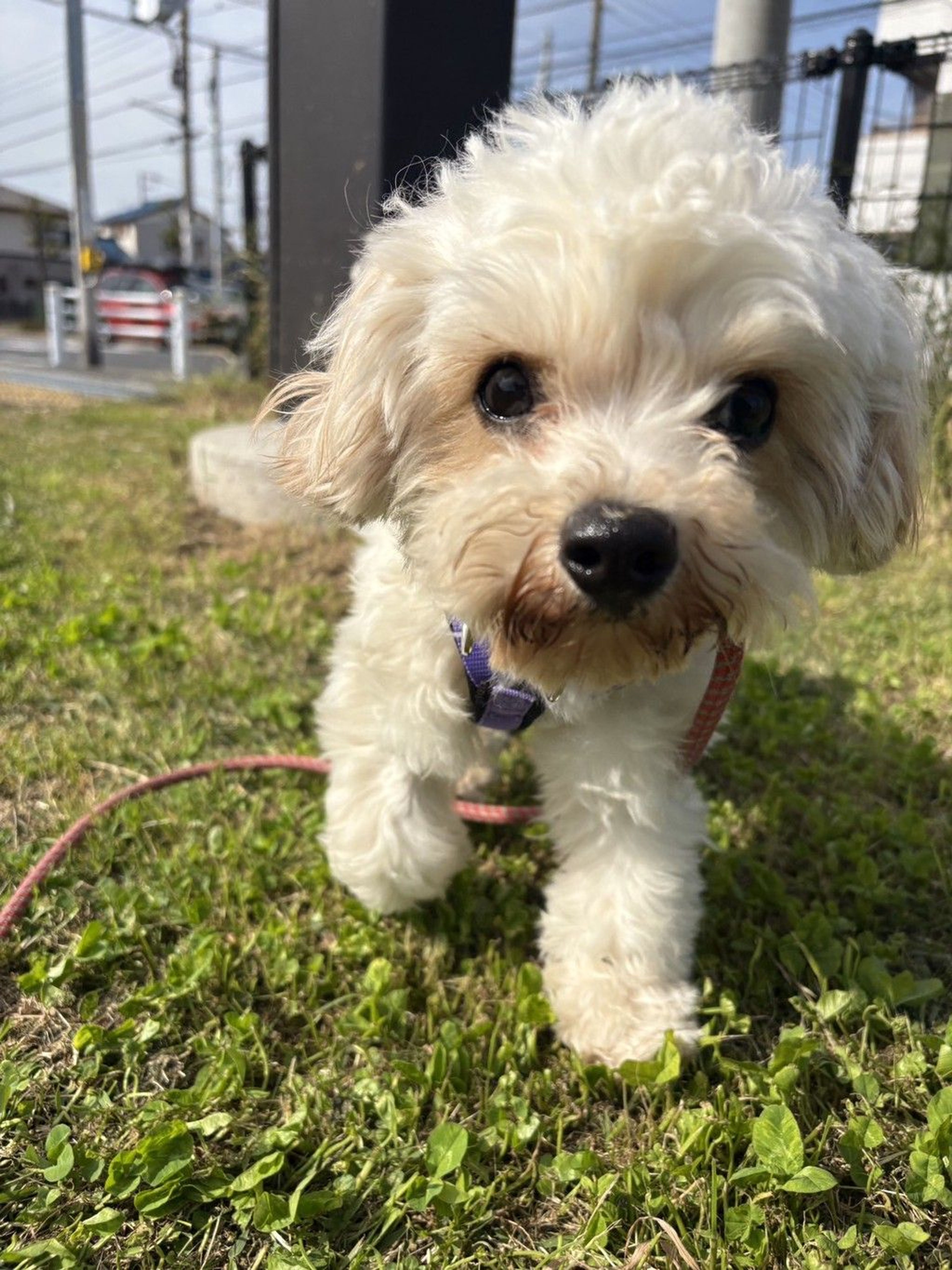 pet-image-2