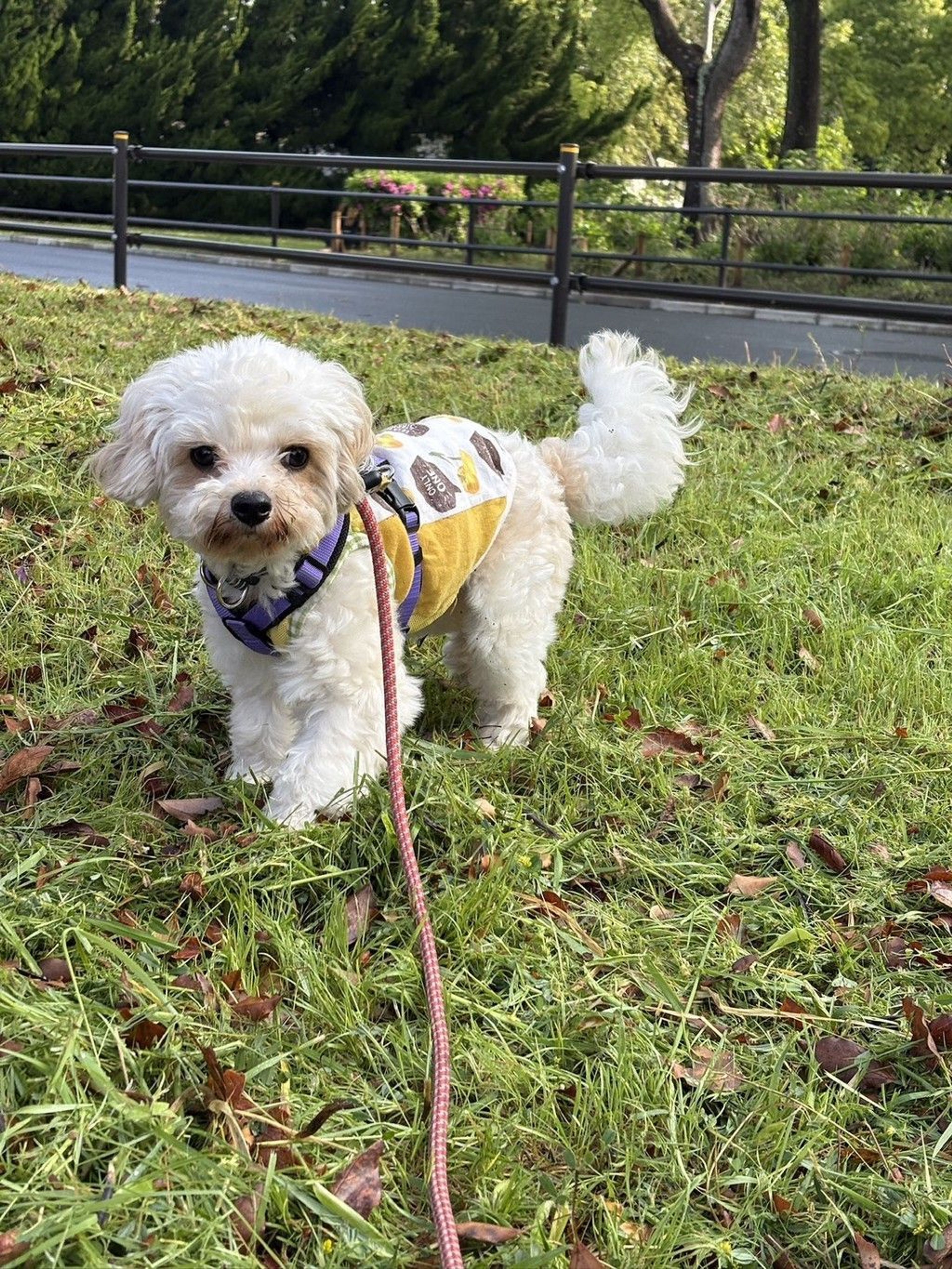 pet-image-3