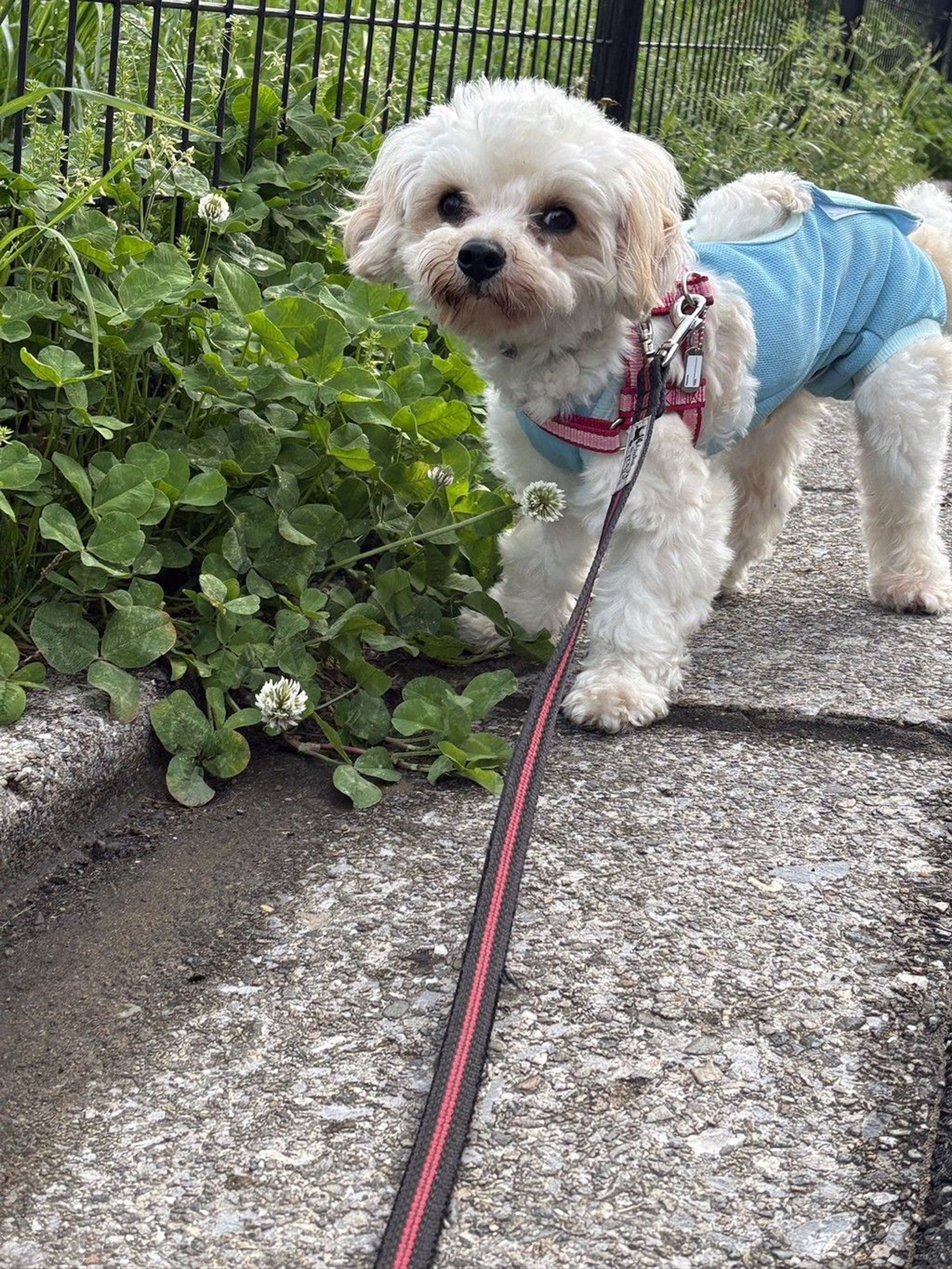 pet-image-4