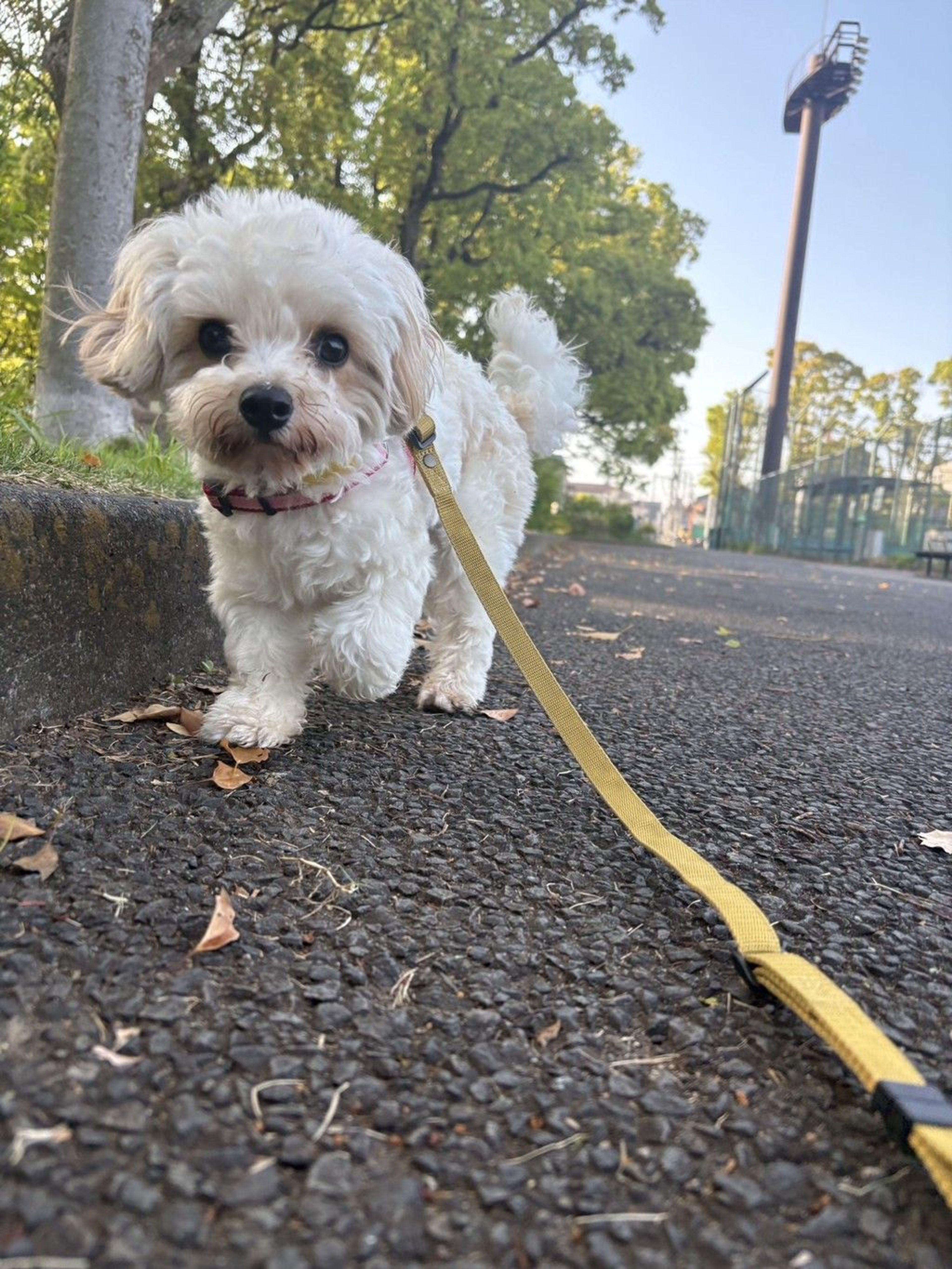 pet-image-5