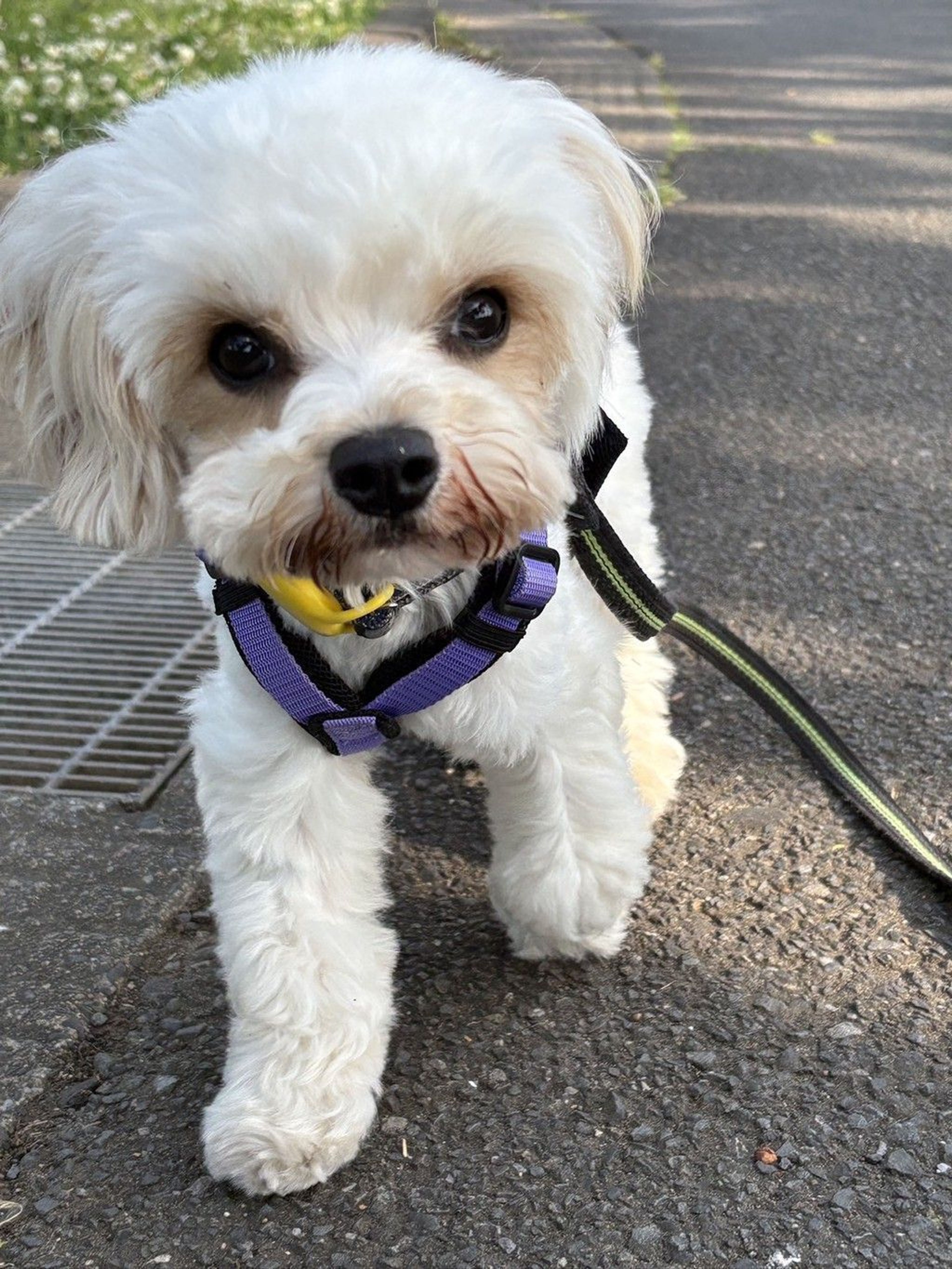pet-image-6