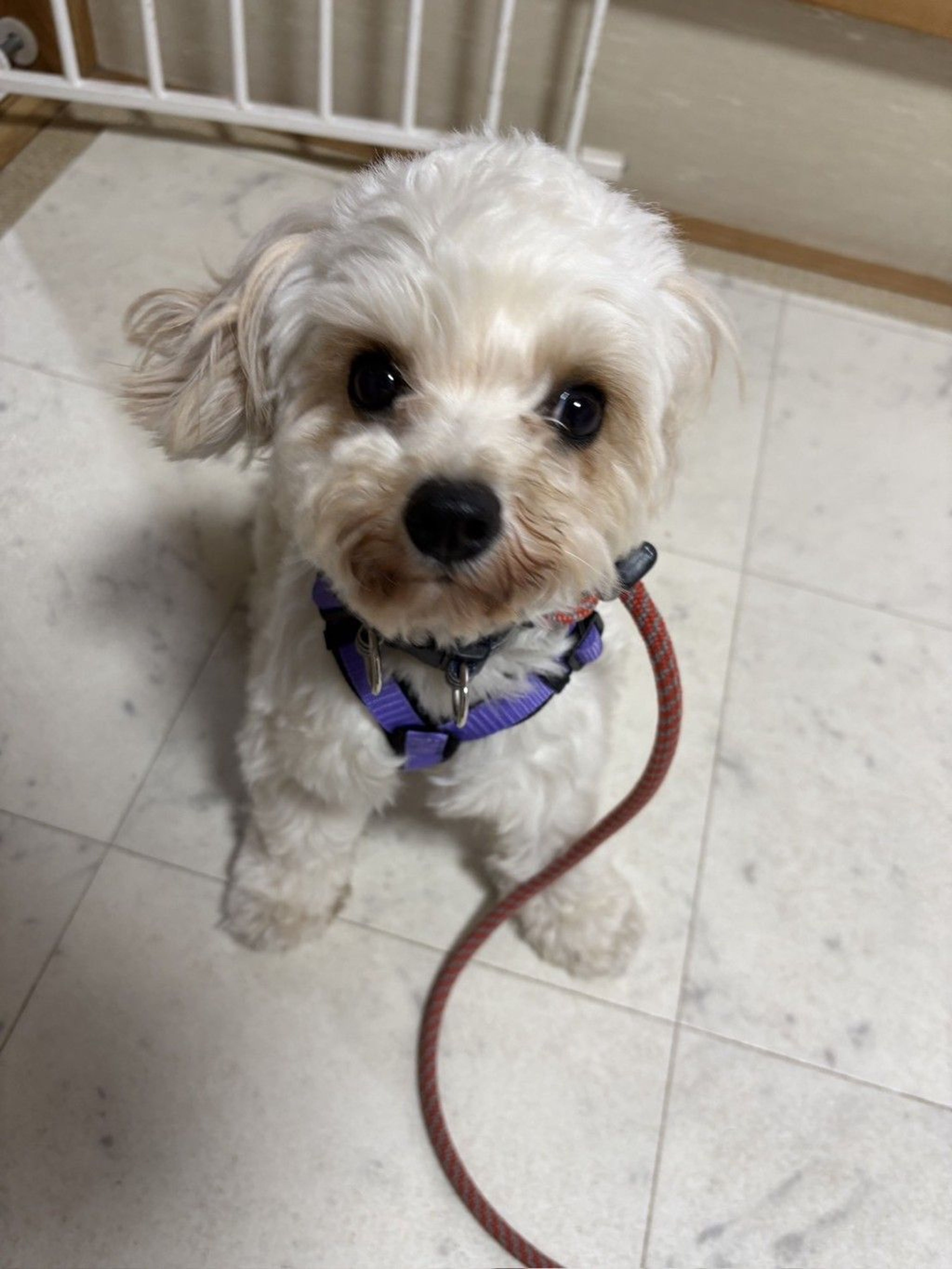 pet-image-7