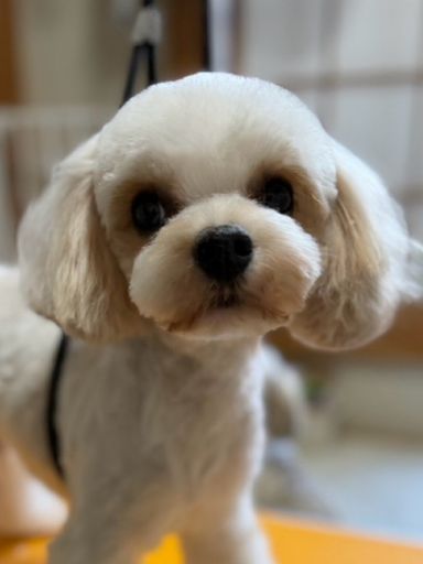 ビションフリーゼミックスのまっしゅくんの写真