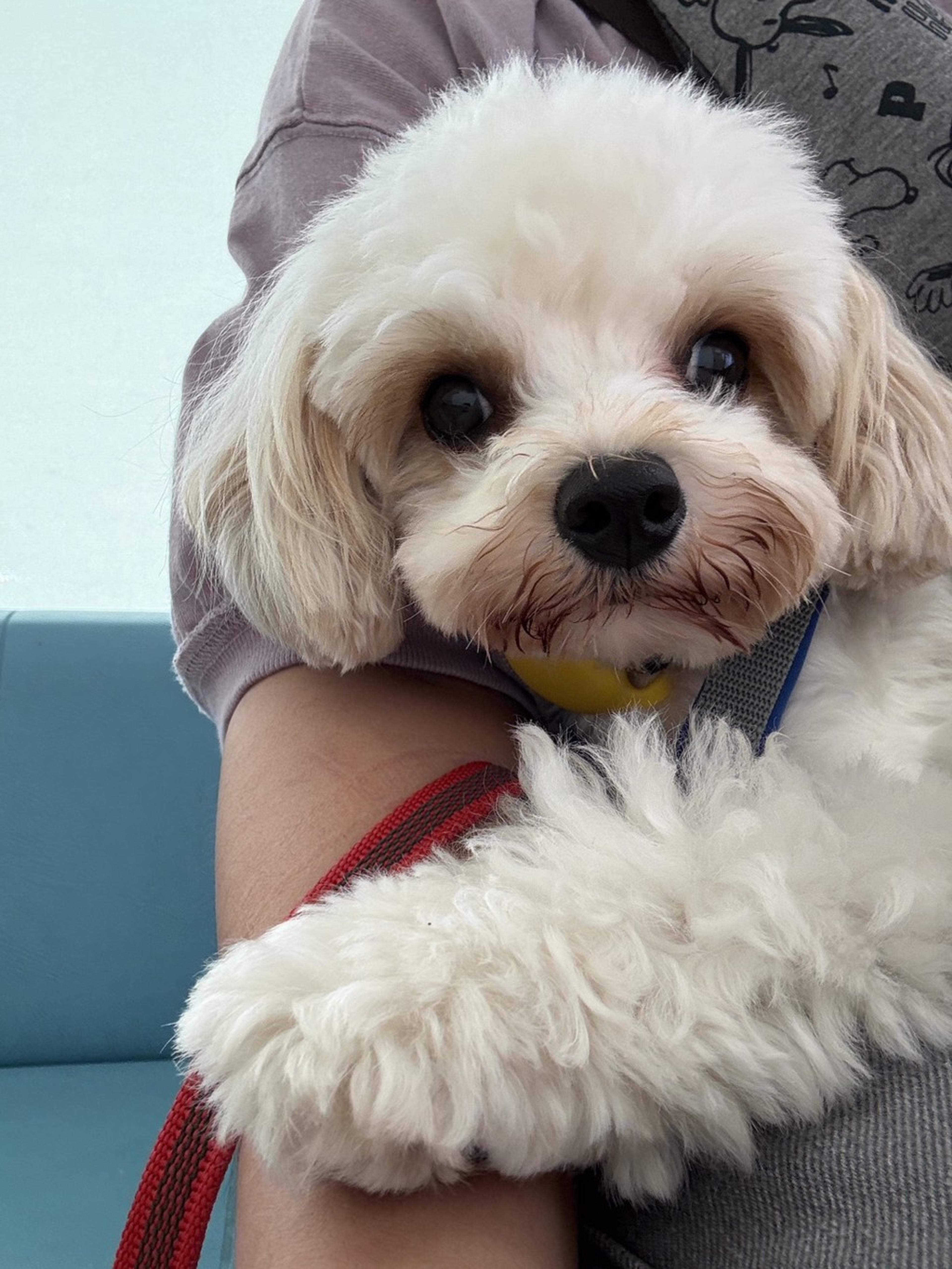 pet-image-2
