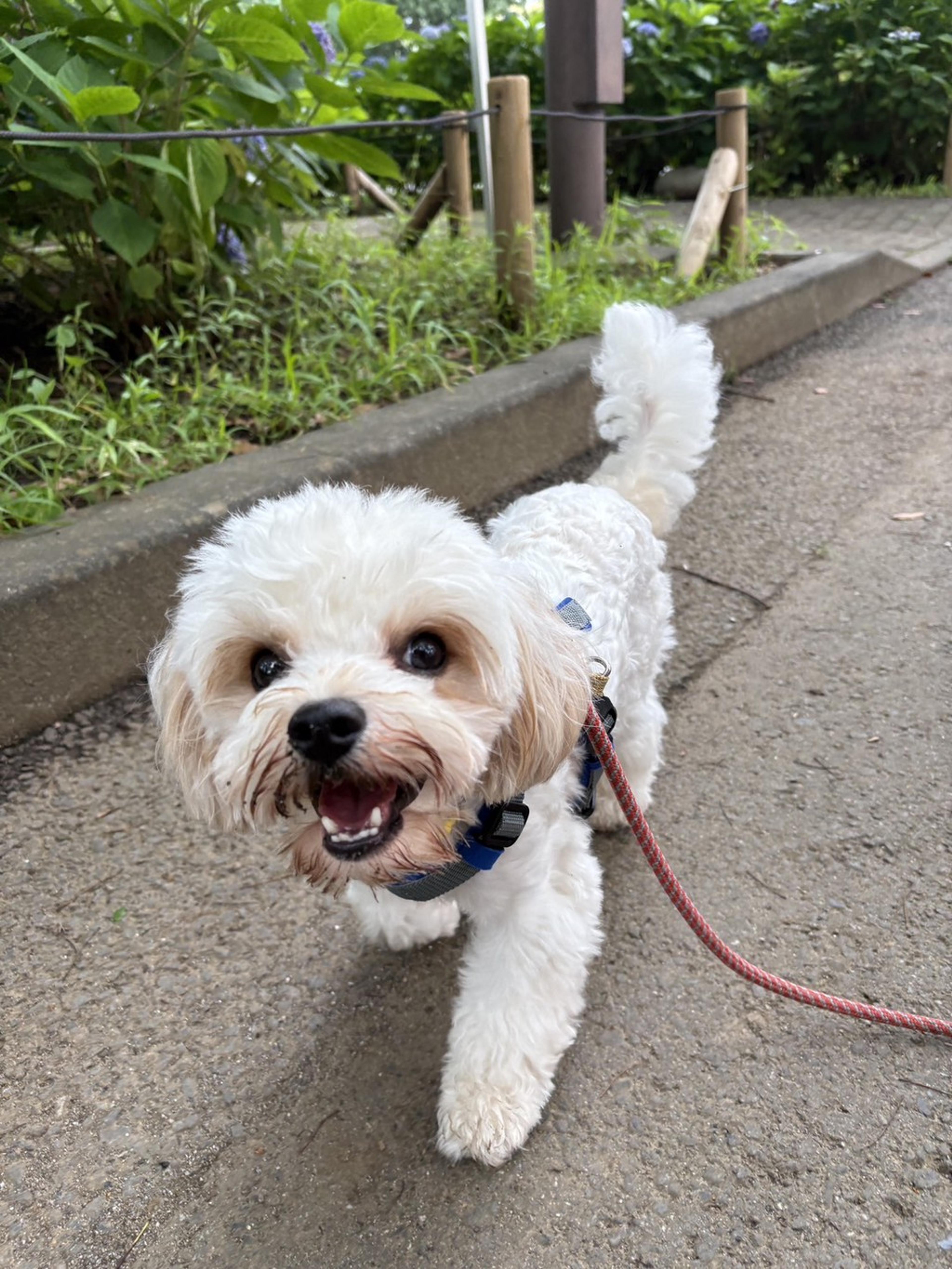 pet-image-3