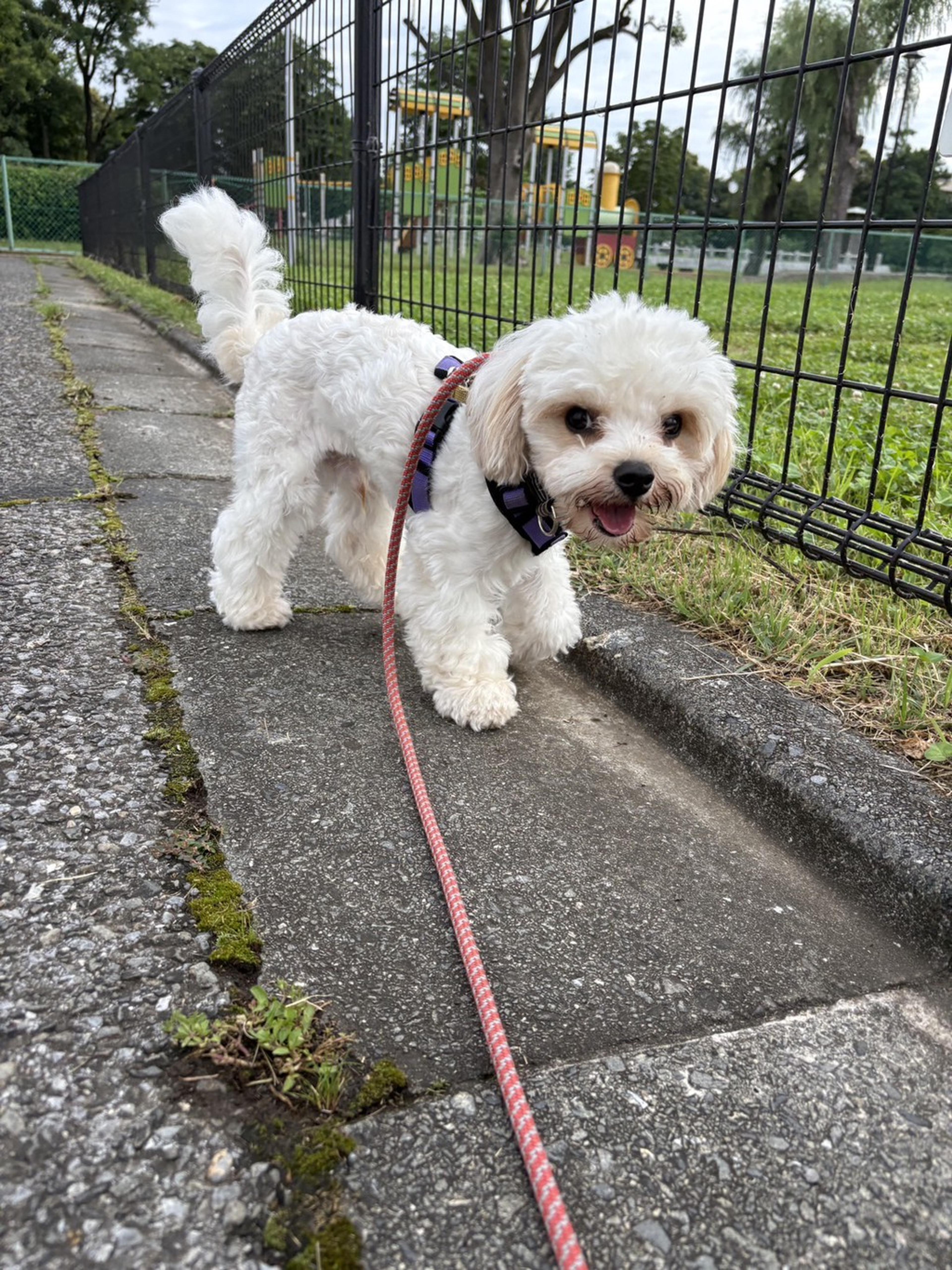 pet-image-5