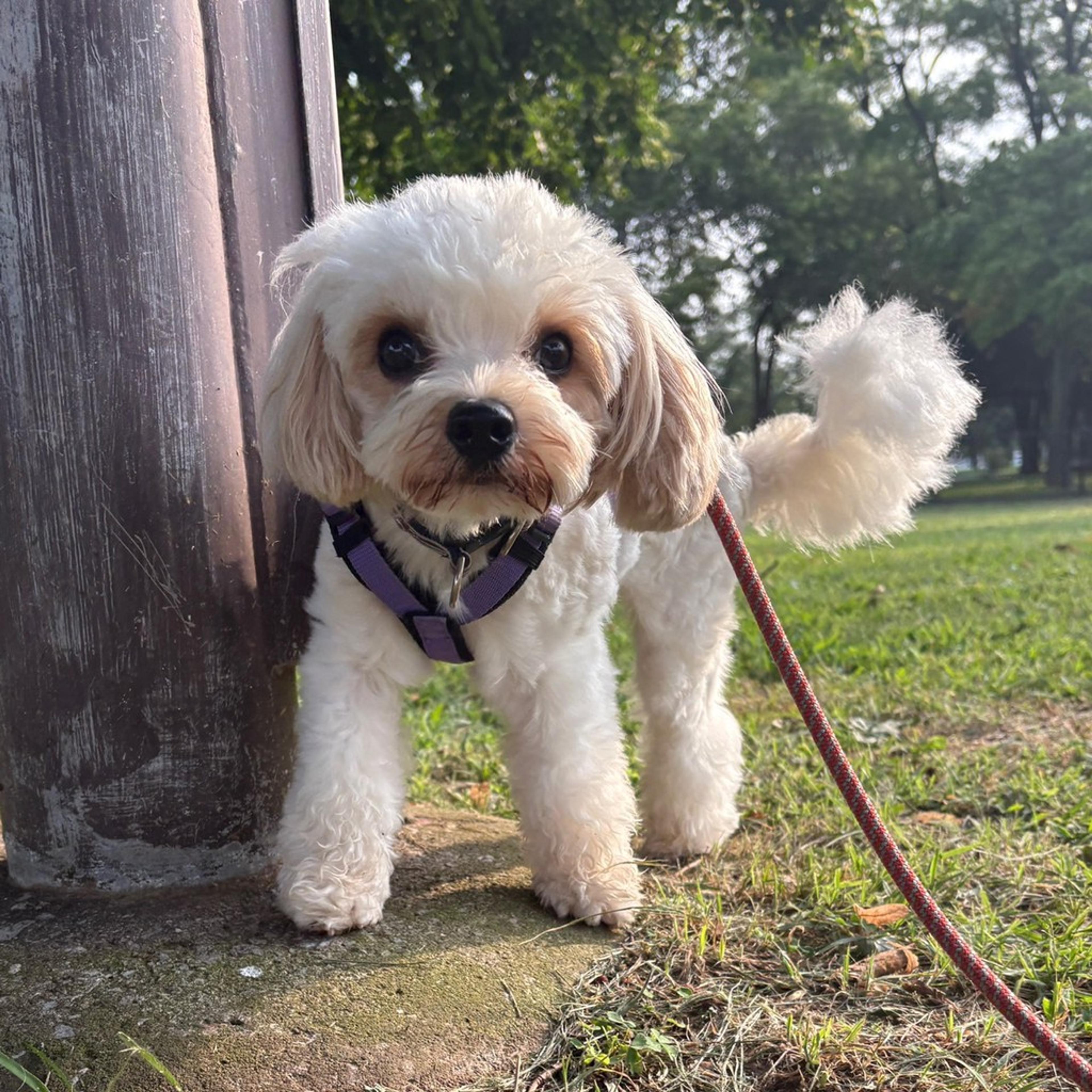 pet-image-7