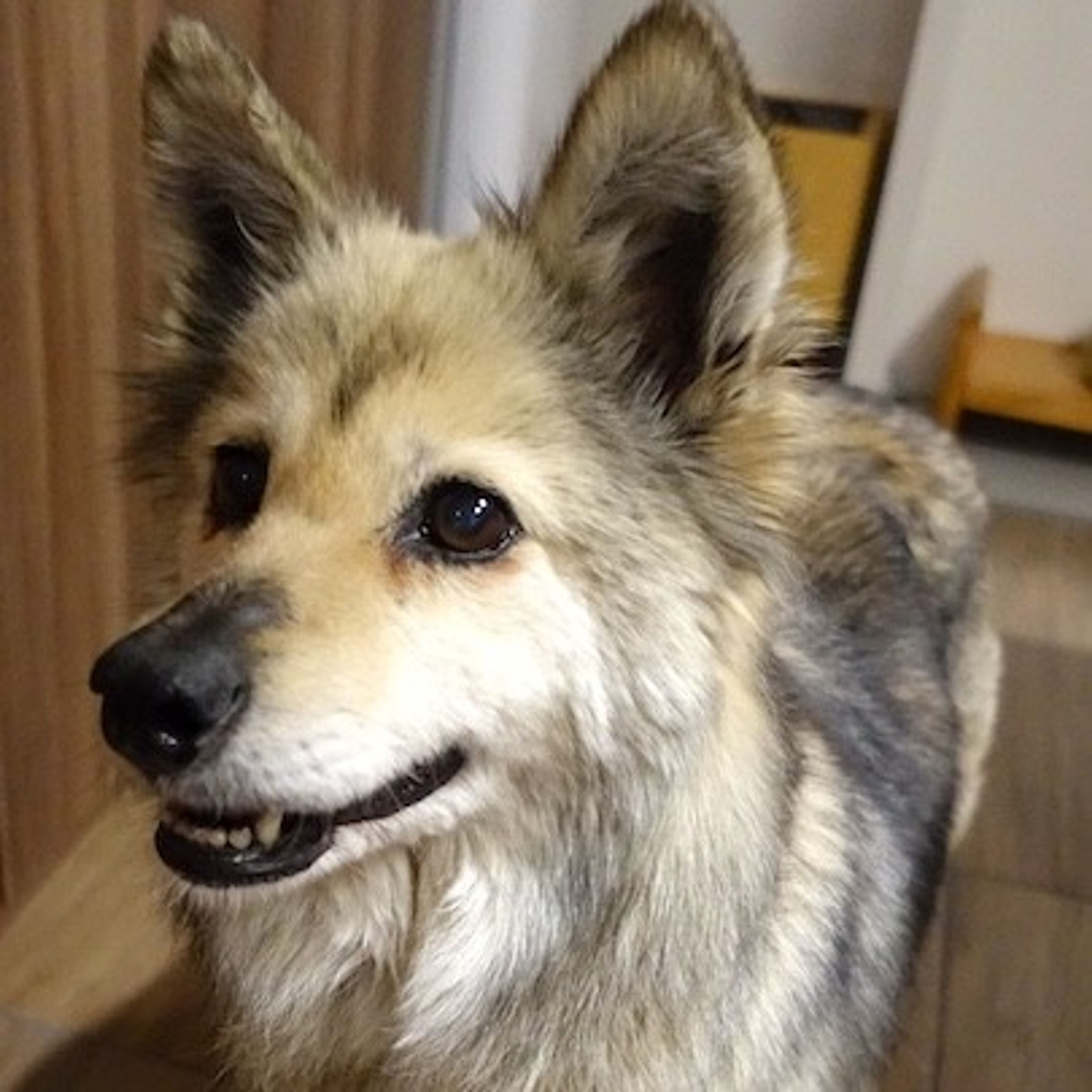 雑種（ミックス犬）・メスの里親募集の写真