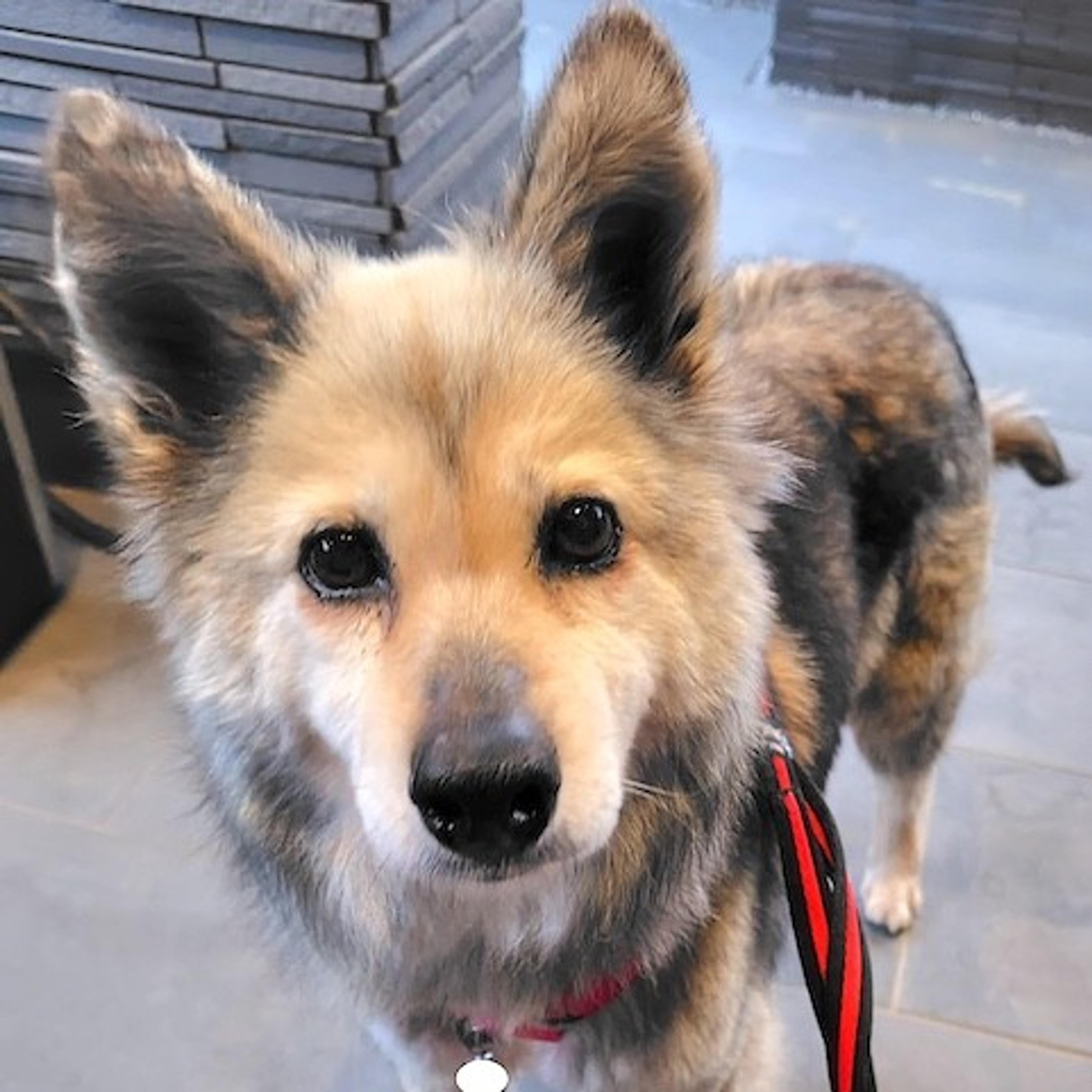 pet-image-2
