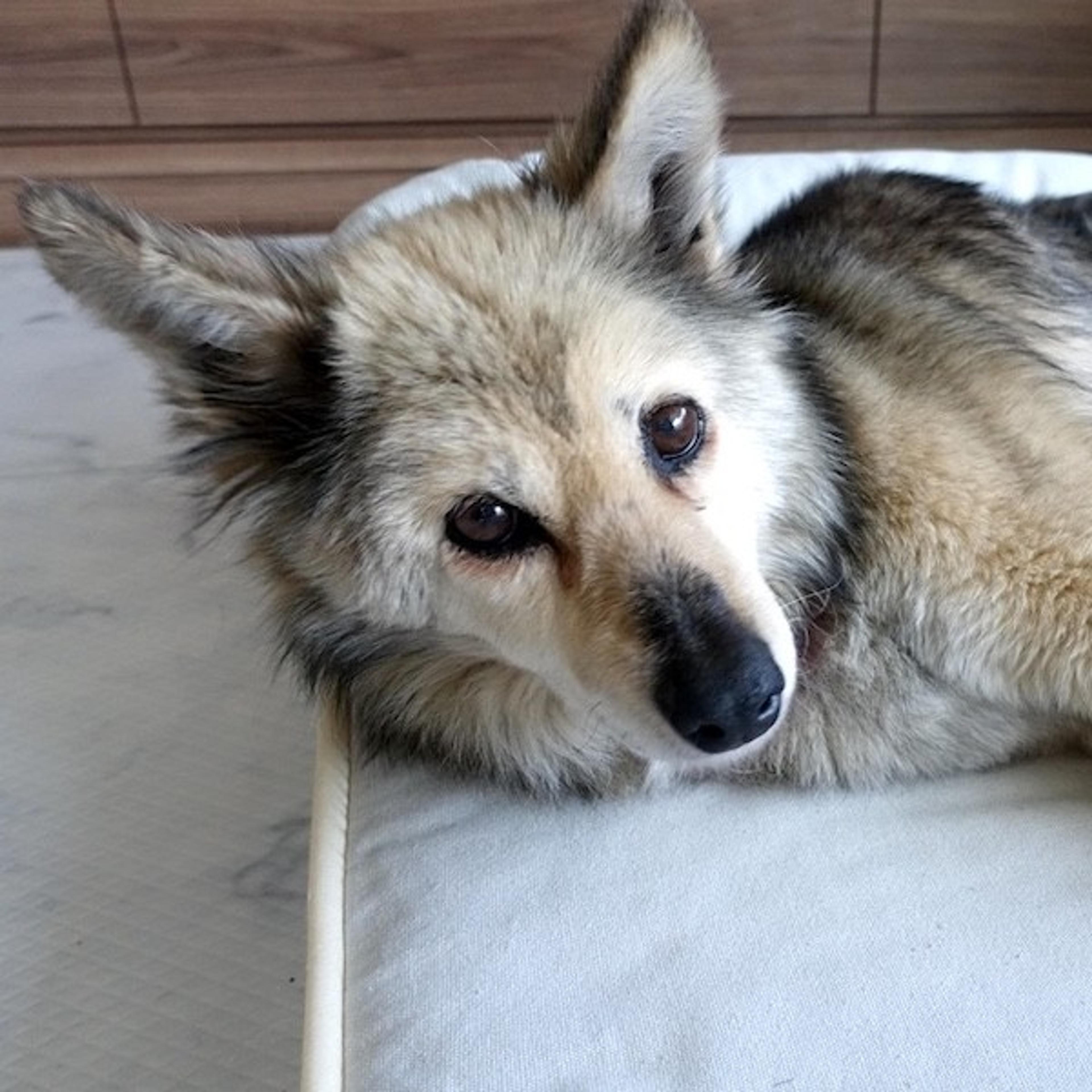 pet-image-4