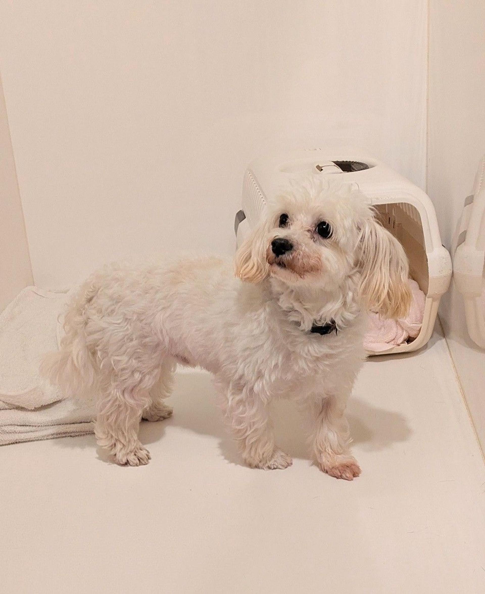 pet-image-3