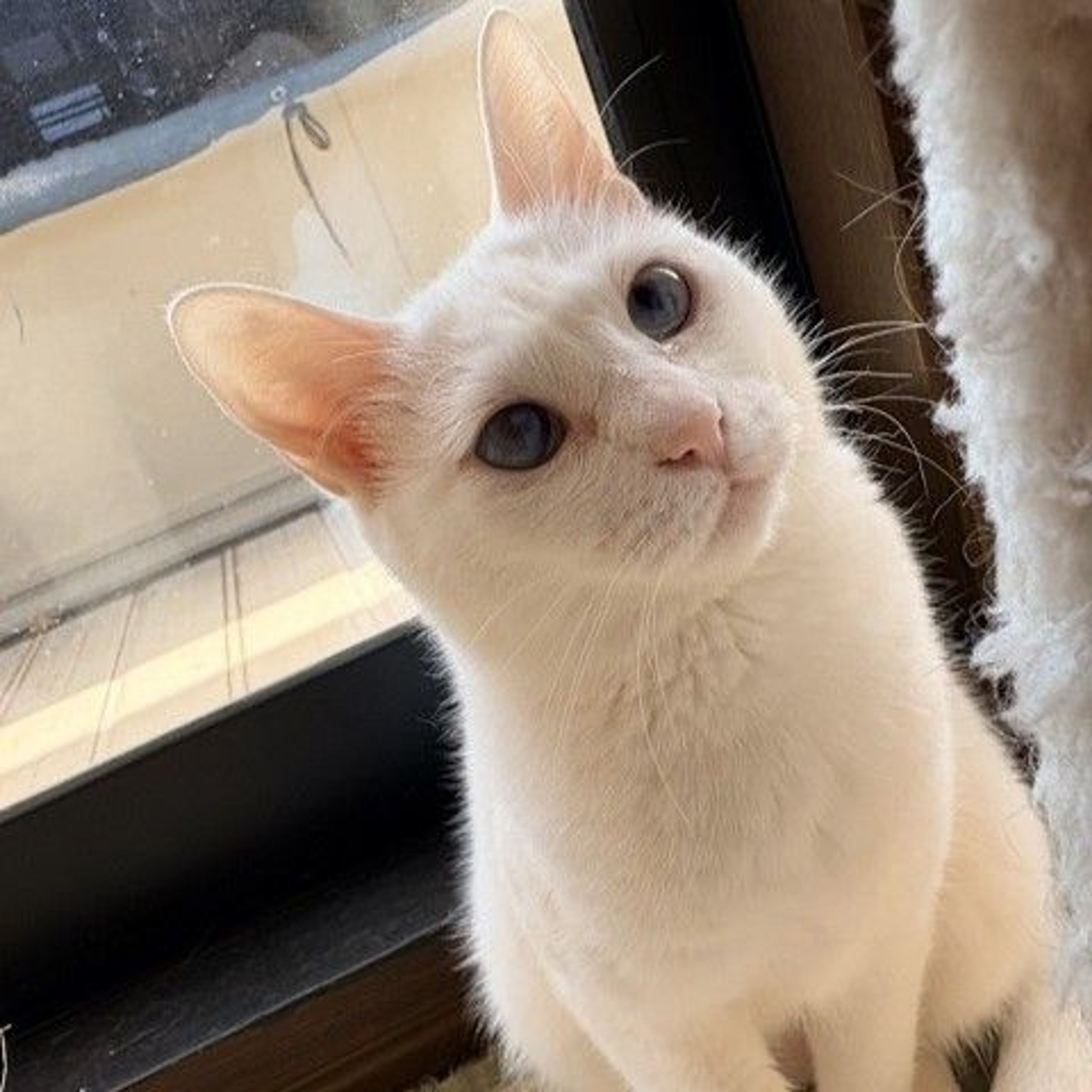 雑種（ミックス猫）・メスの里親募集の写真