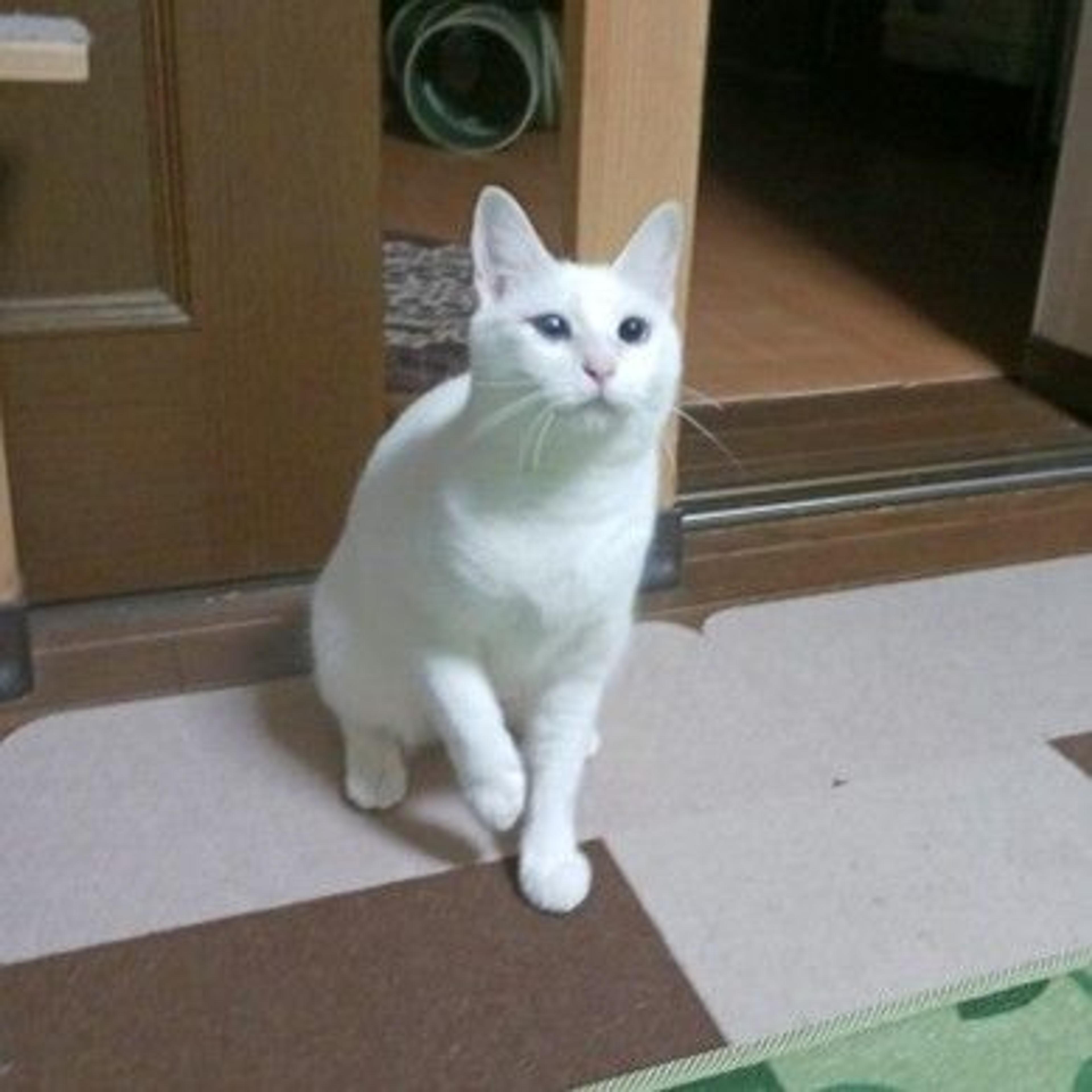 pet-image-3