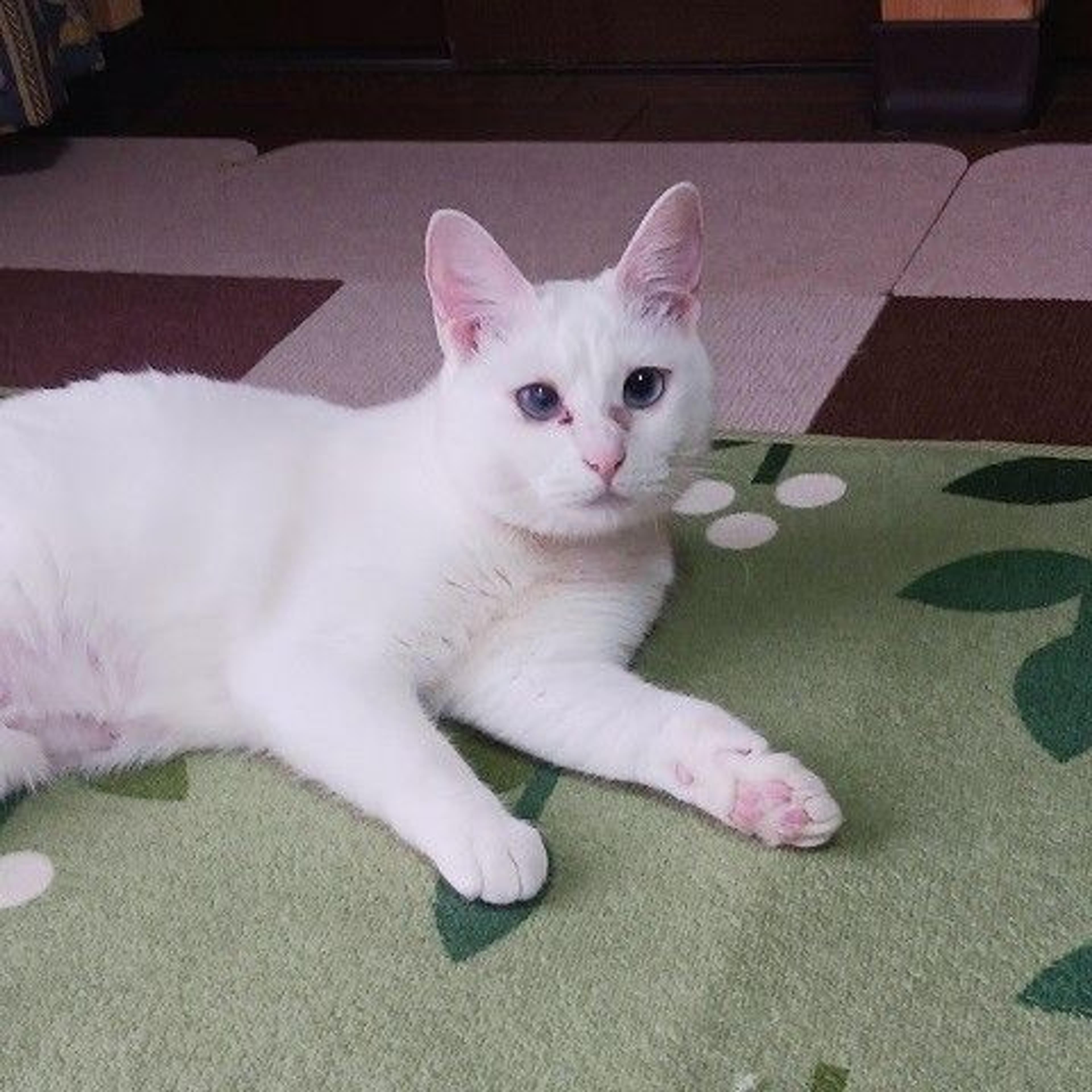 pet-image-4