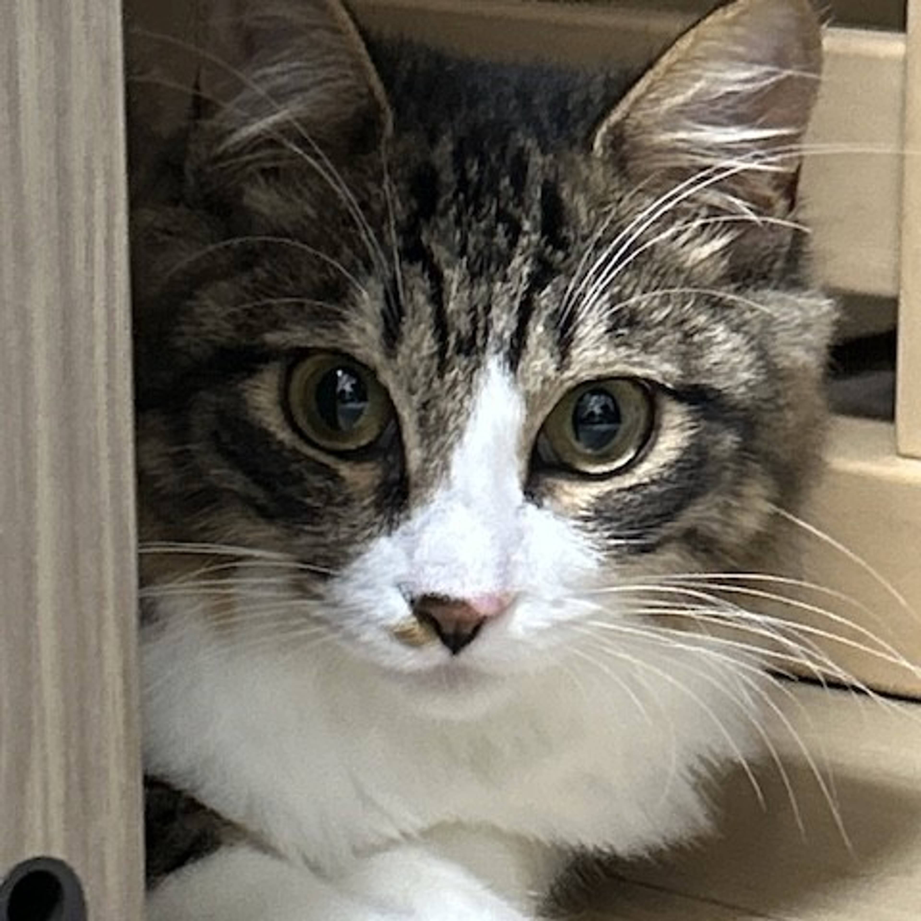 雑種（ミックス猫）・メスの里親募集の写真