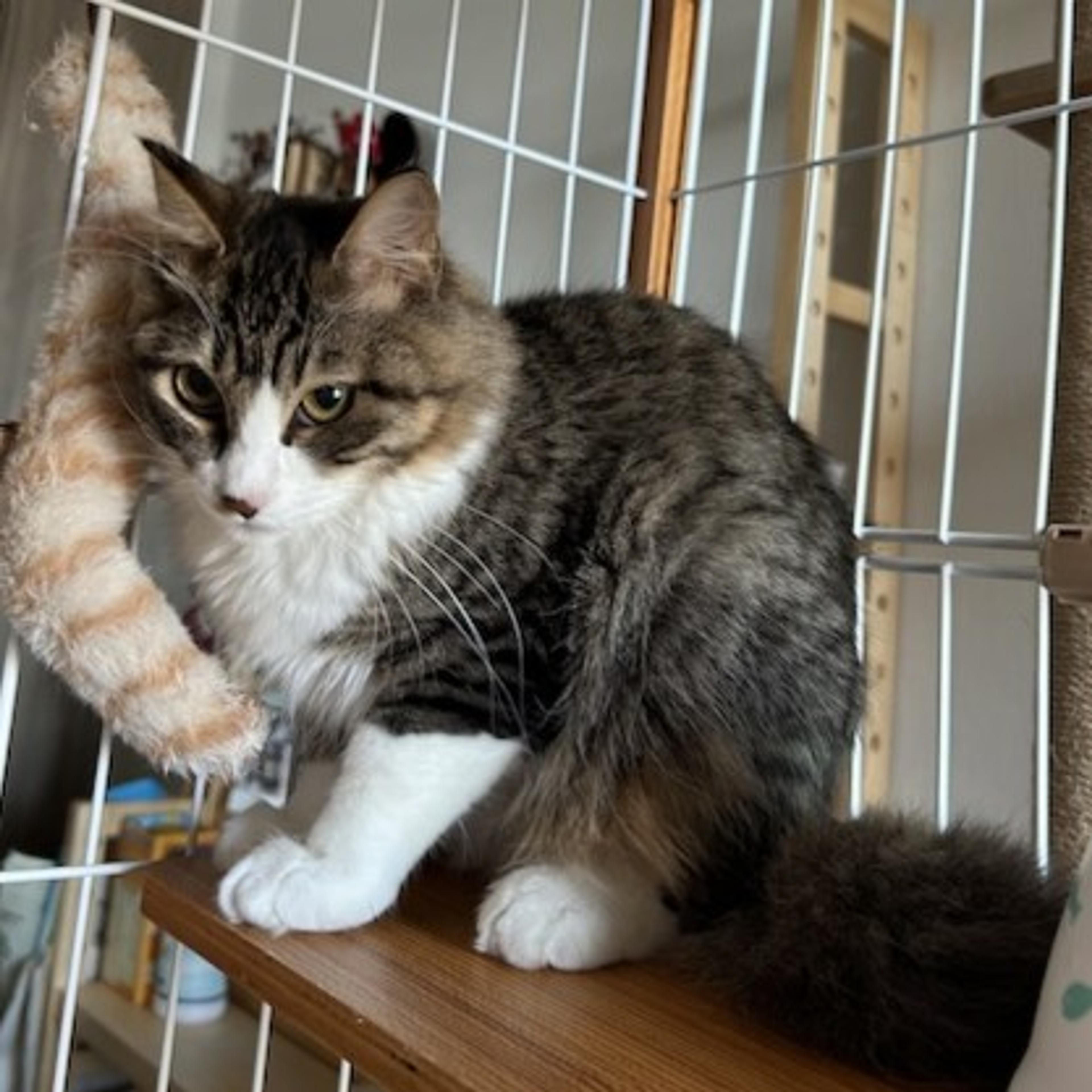 pet-image-2