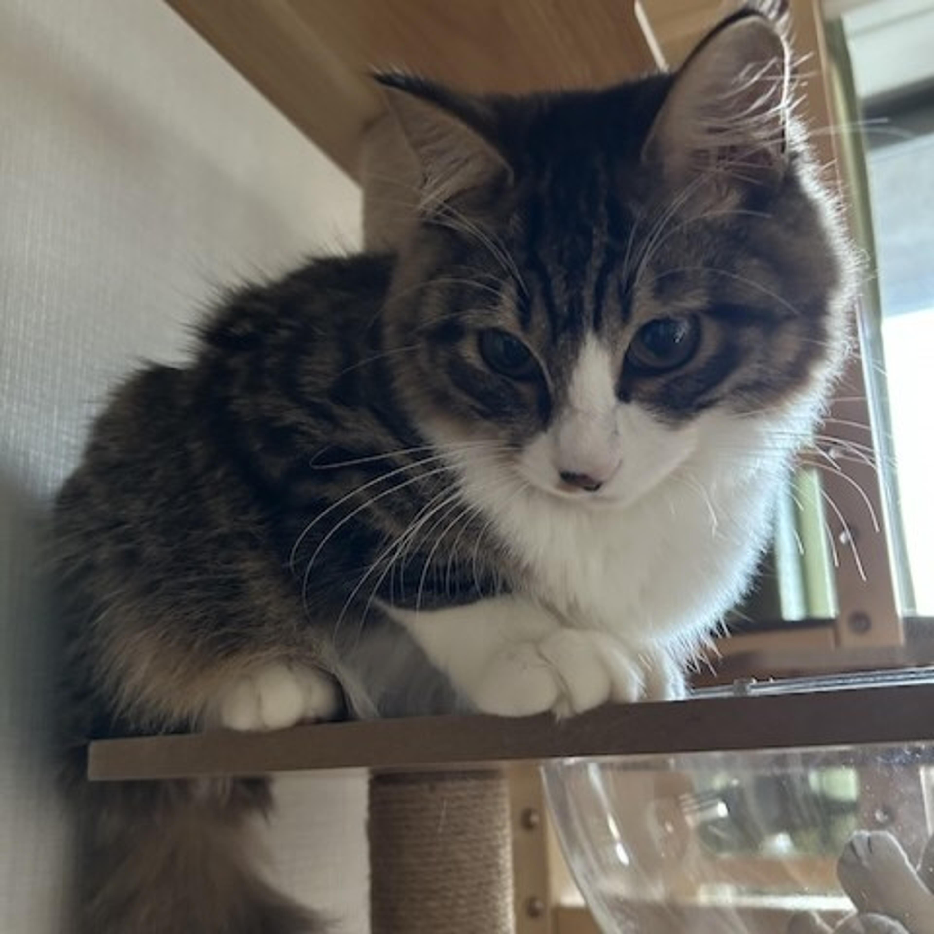 pet-image-4