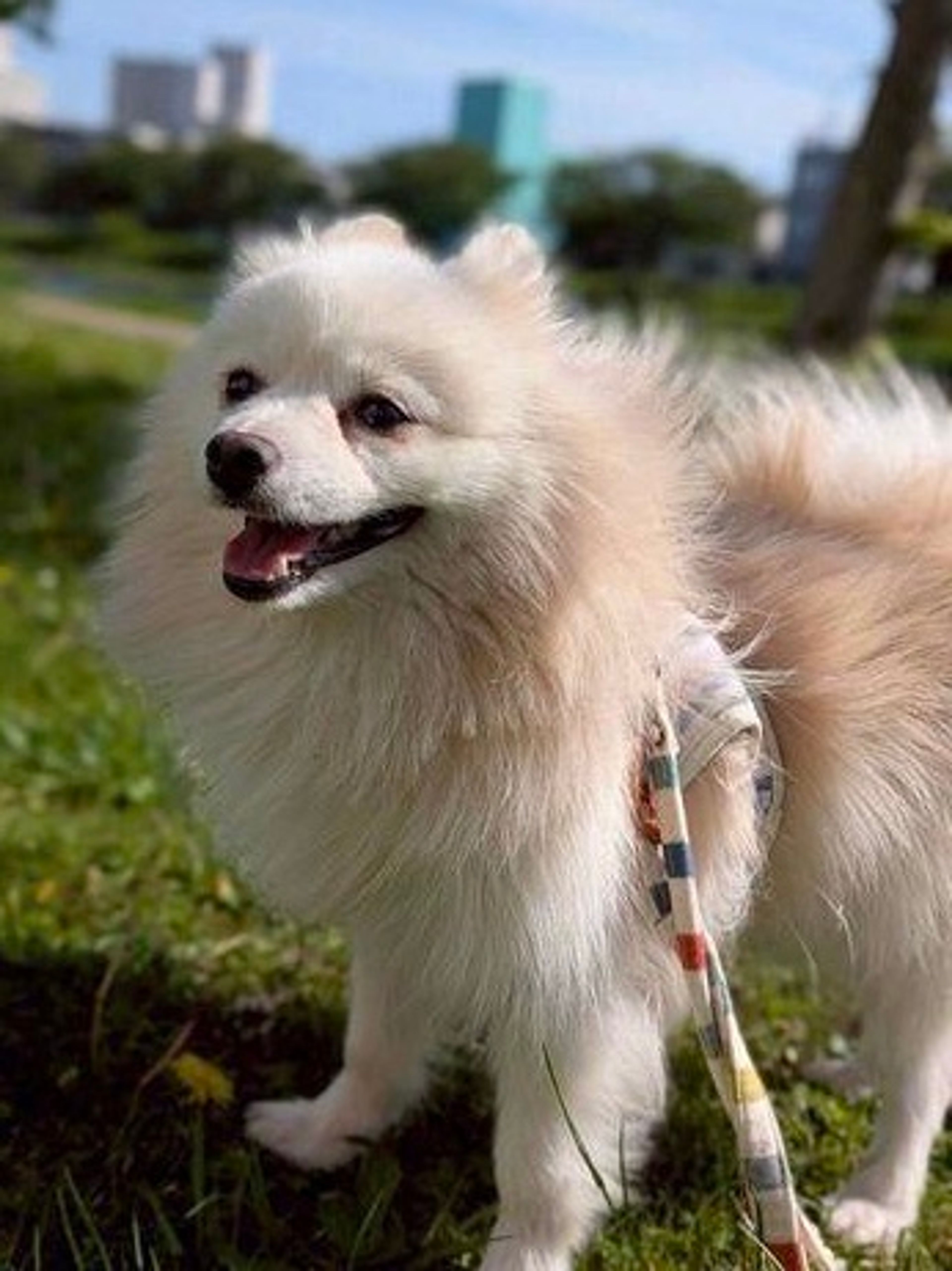 ポメラニアン・オスの里親募集の写真