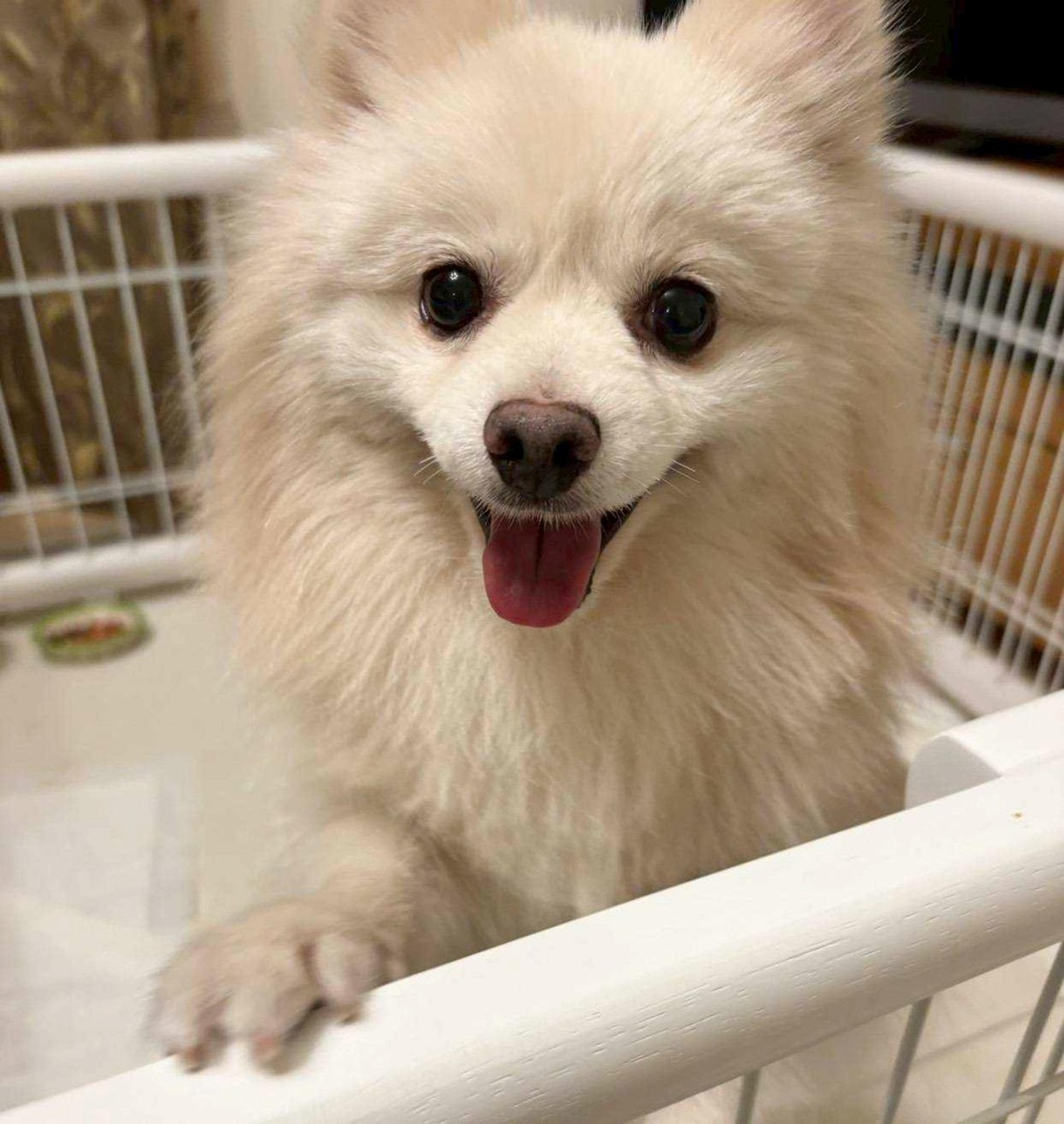 pet-image-2