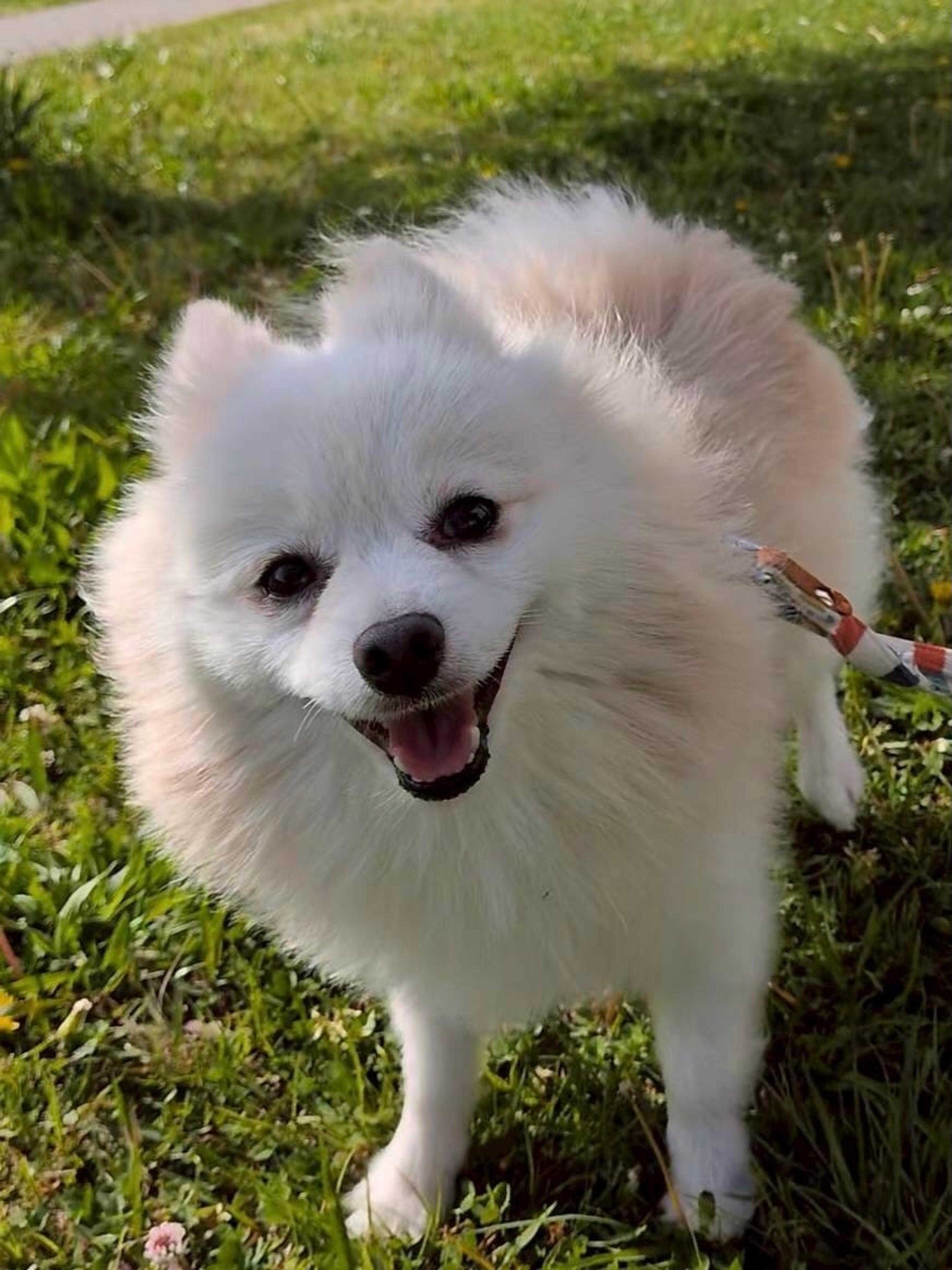 pet-image-3