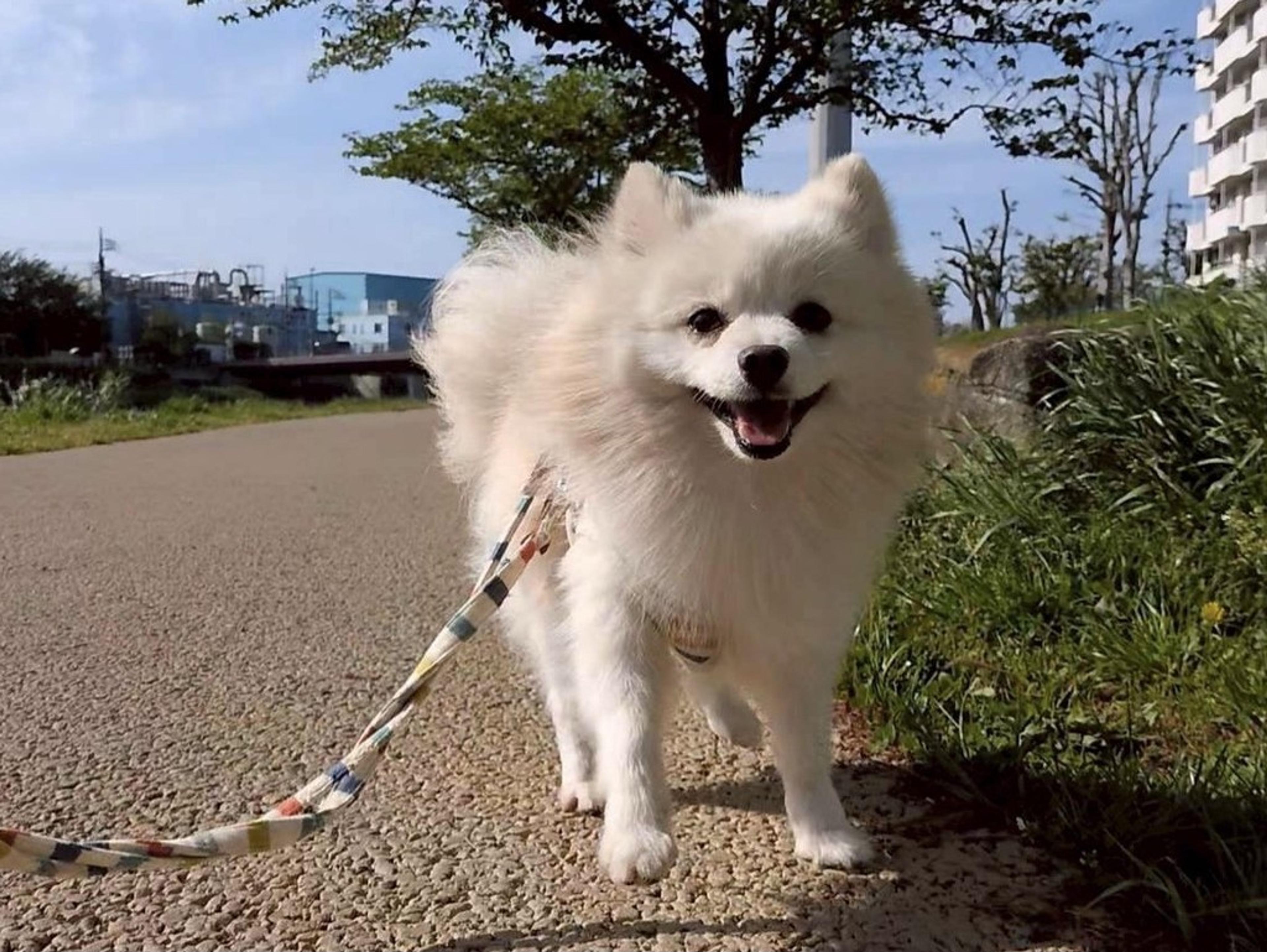 pet-image-4