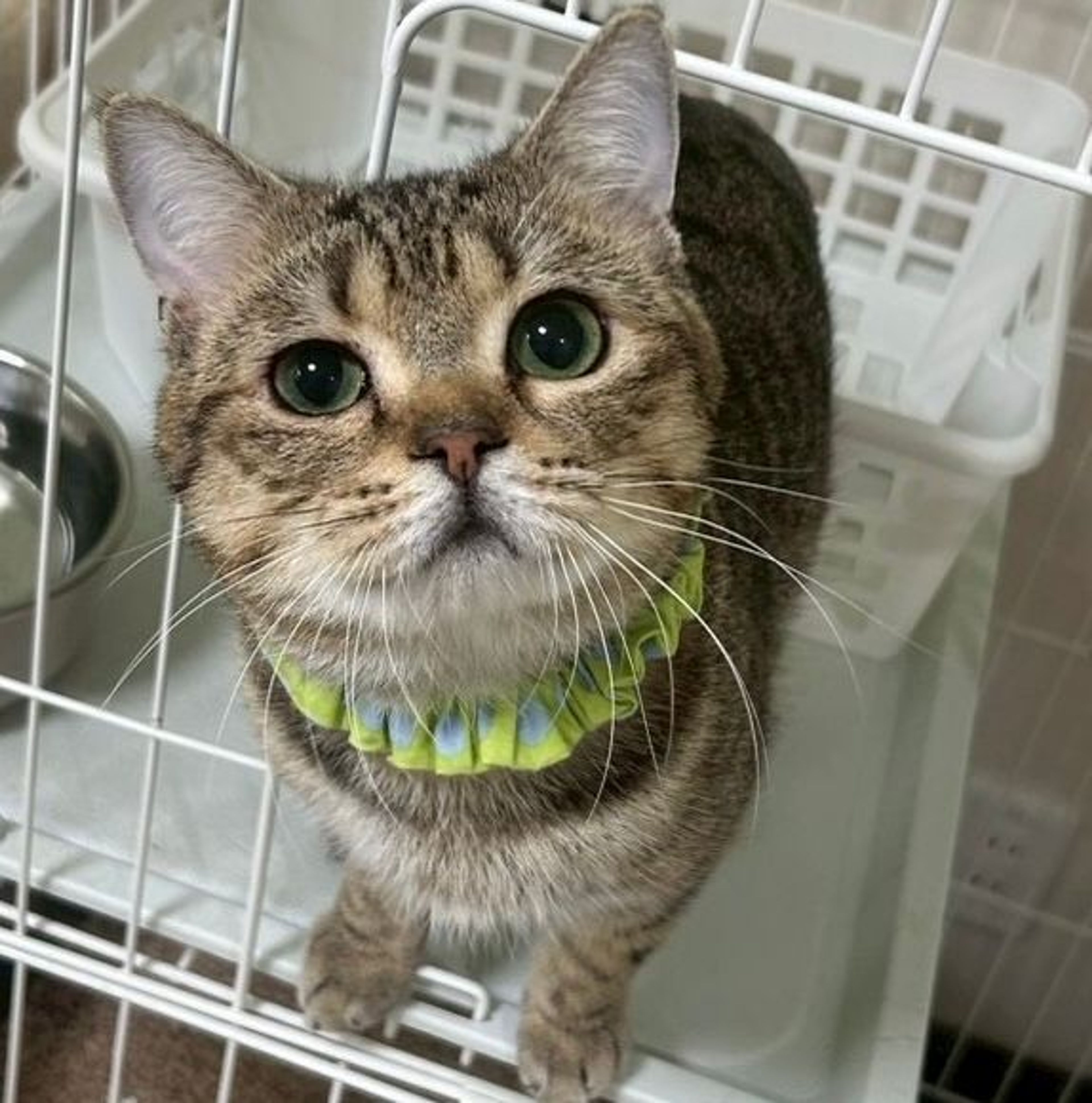 雑種（ミックス猫）・オスの里親募集の写真