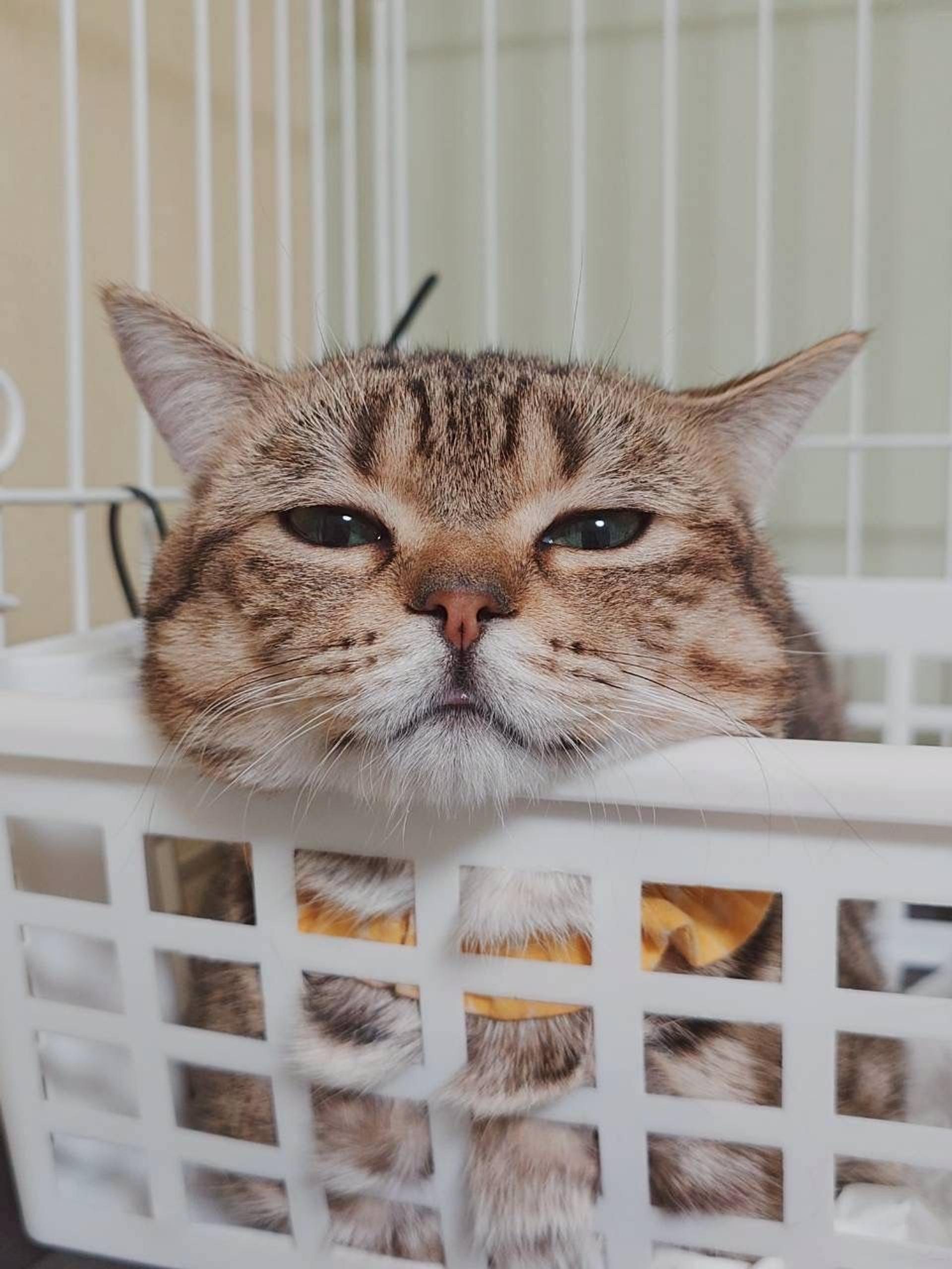 pet-image-2