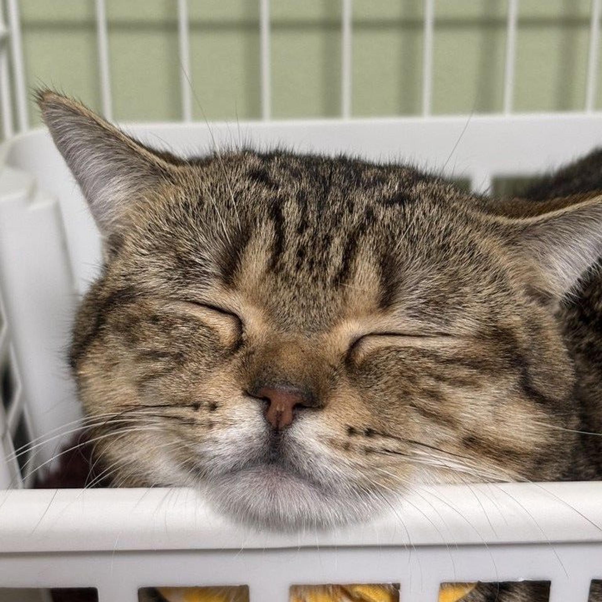 pet-image-3