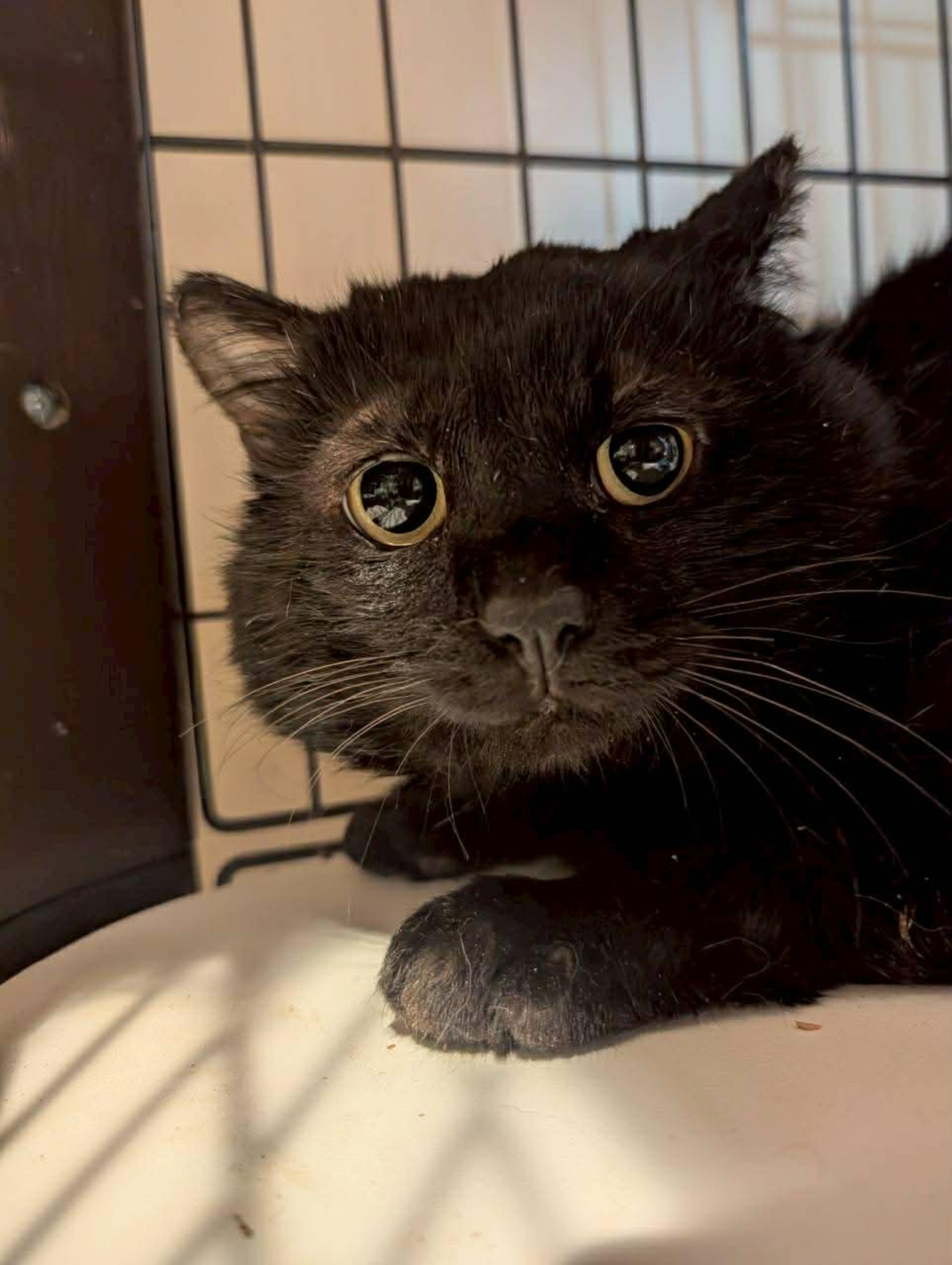 雑種（ミックス猫）・オスの里親募集の写真