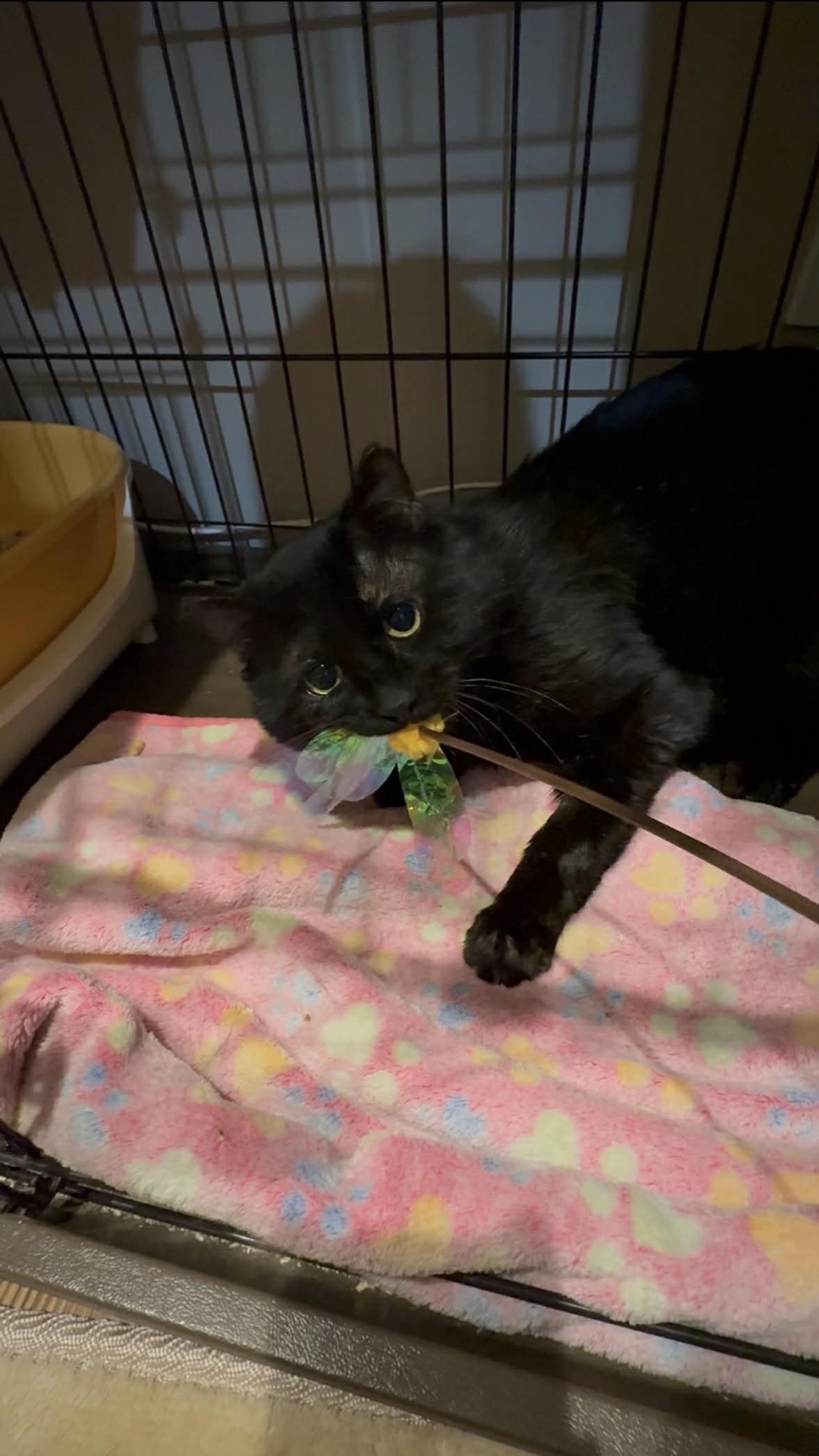 pet-image-2