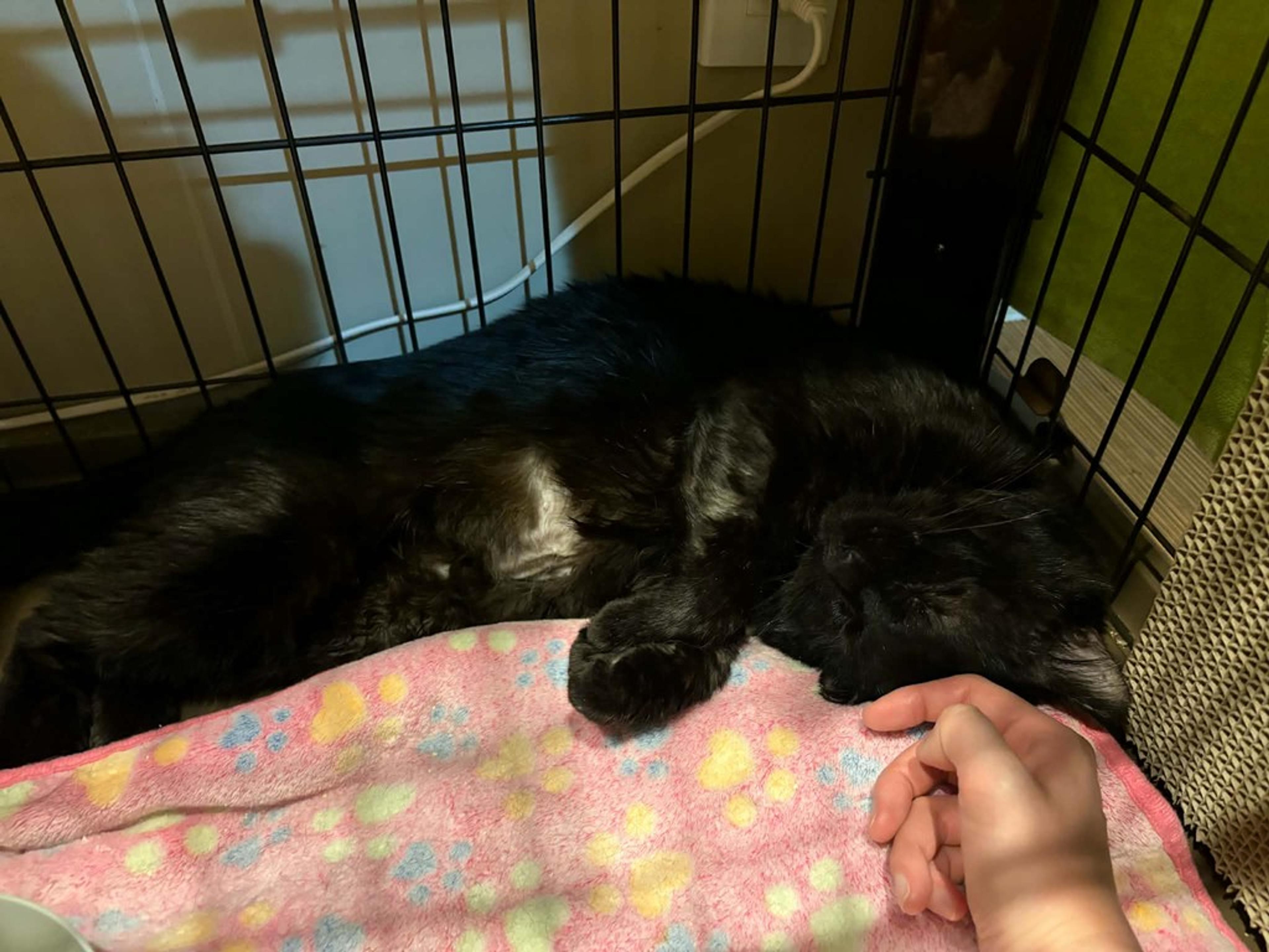 pet-image-3