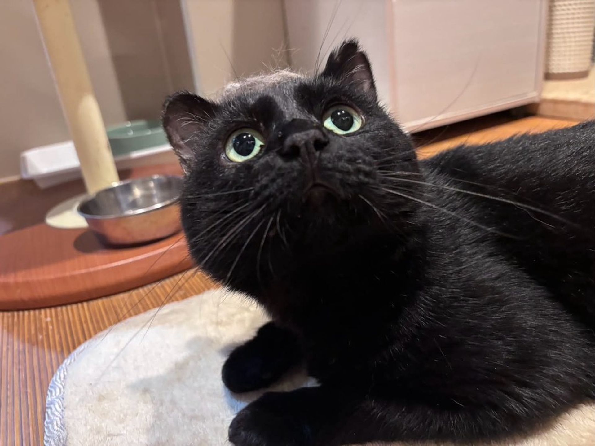 雑種（ミックス猫）・オスの里親募集の写真